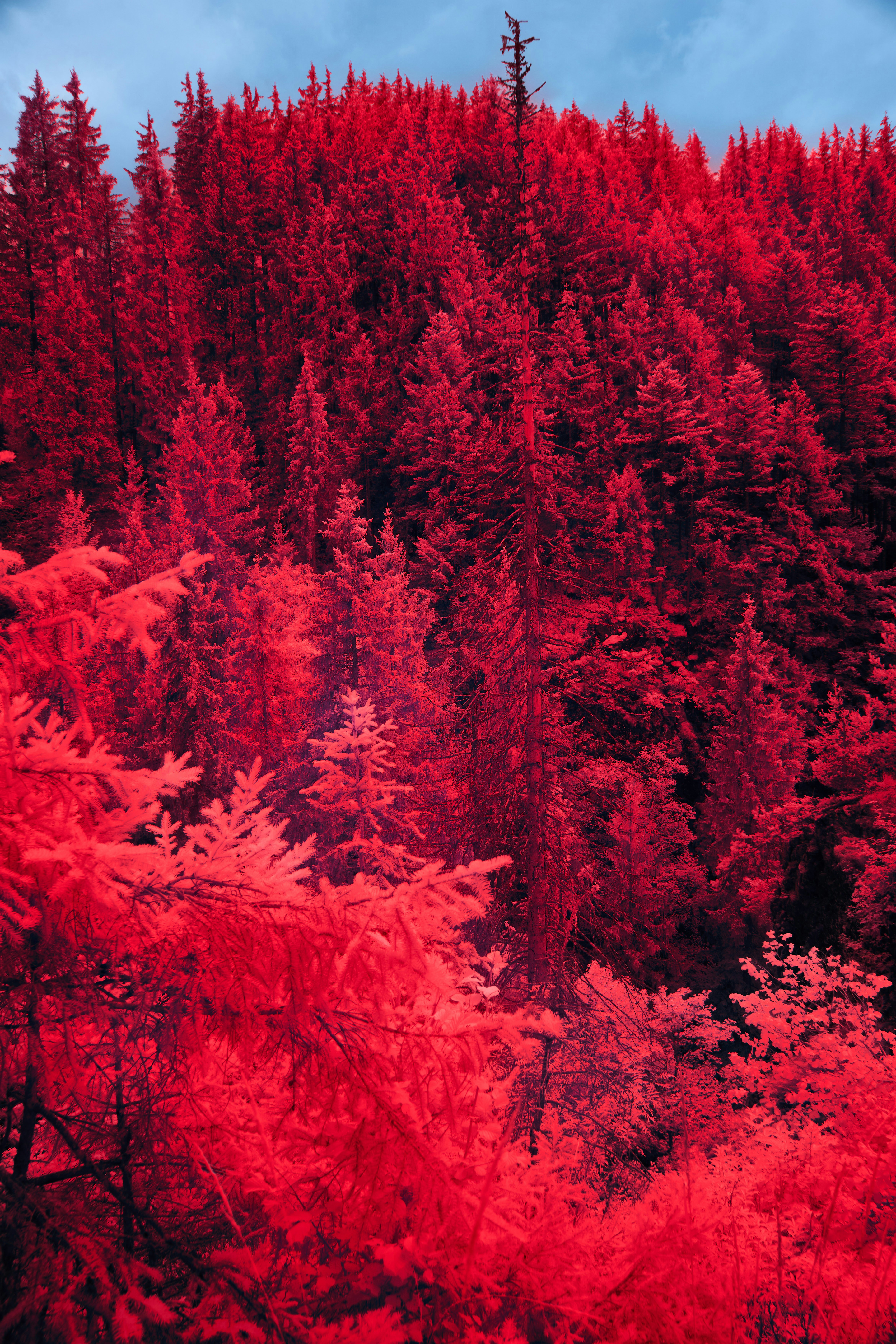 Photo by wolfgang_hasselmann