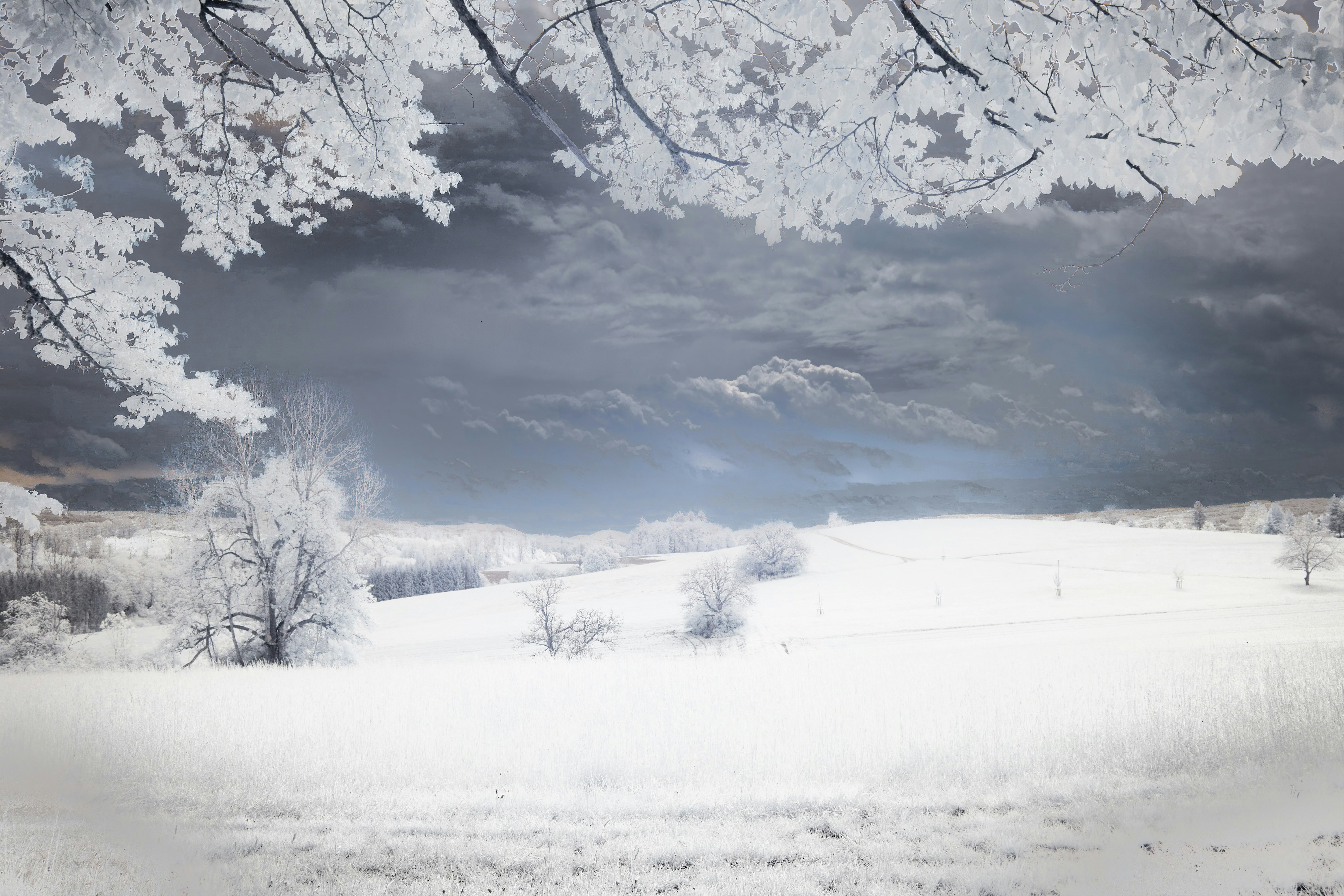 Photo by wolfgang_hasselmann