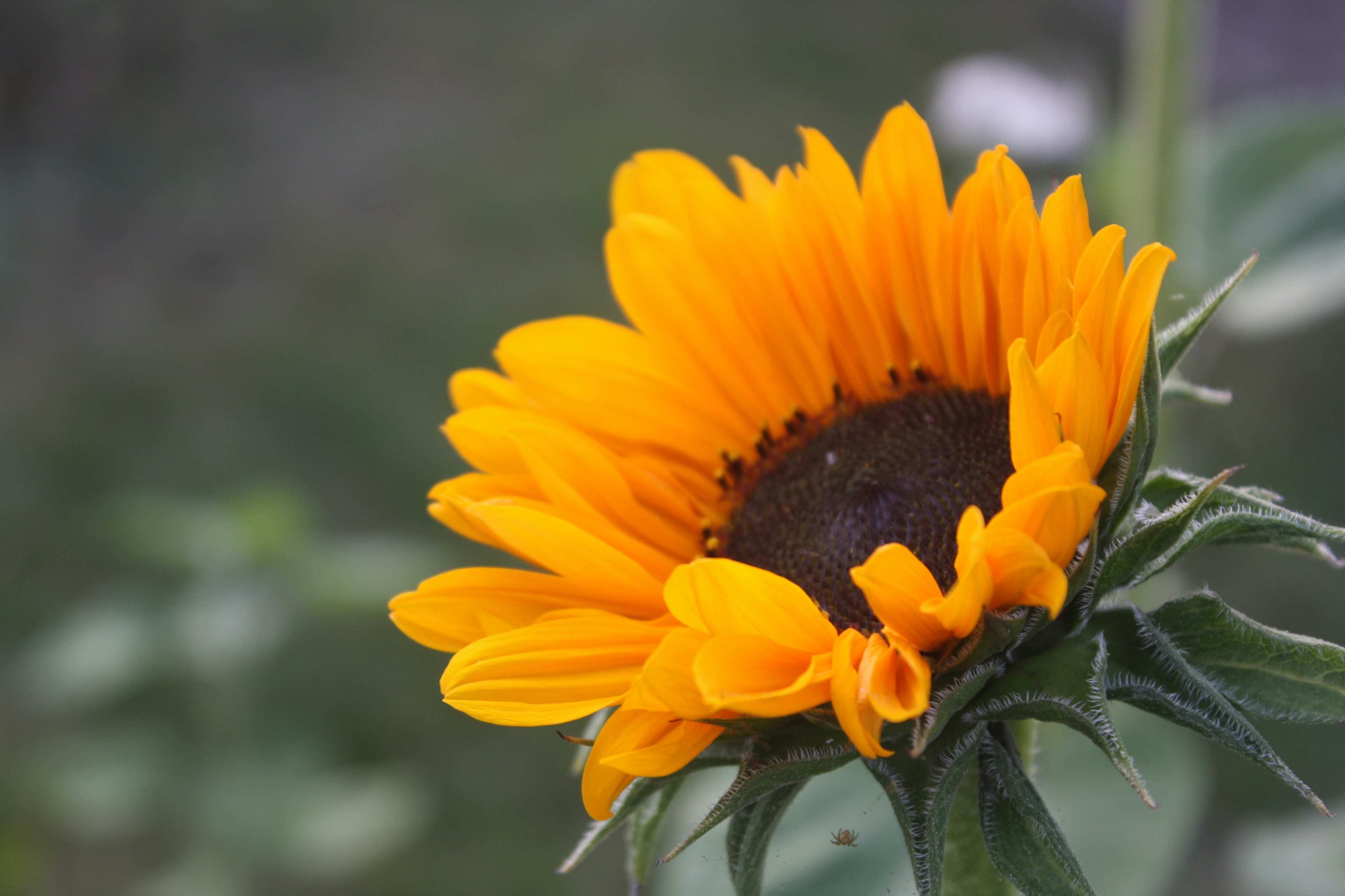 Photo by pickle_juice36