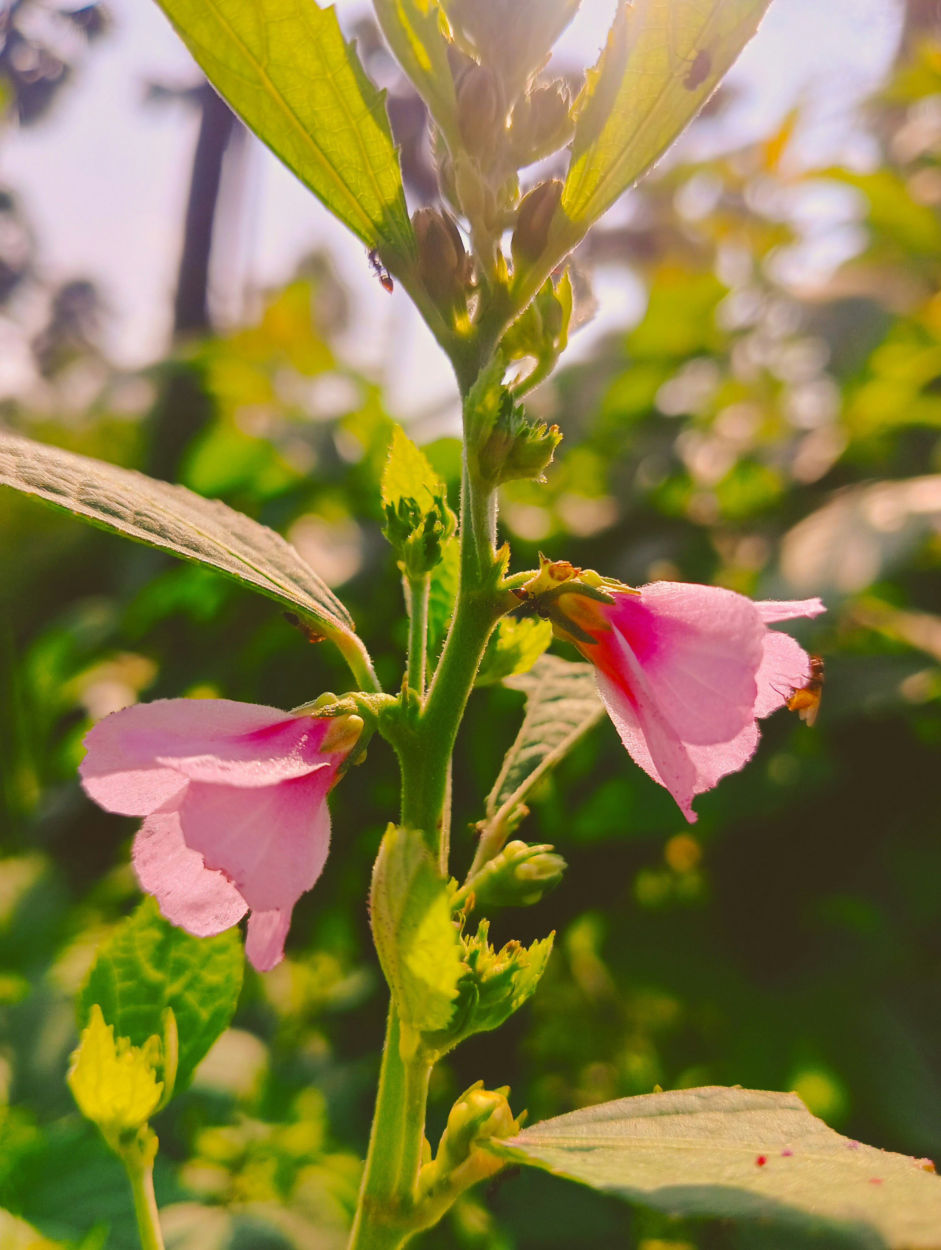 A close up of a pink flower with green leaves photo – Free Flower Image ...