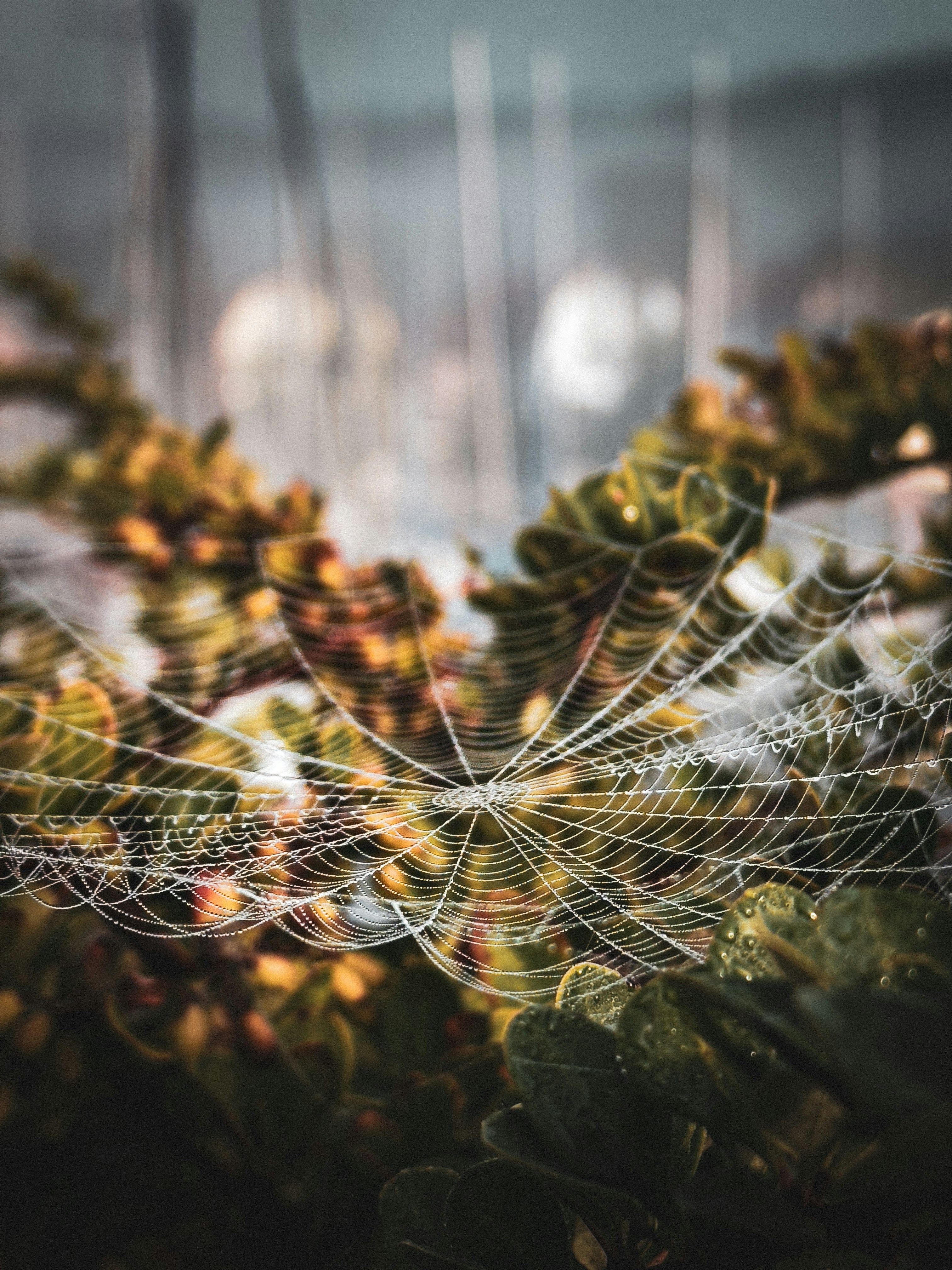 A close up of a spider web on a plant