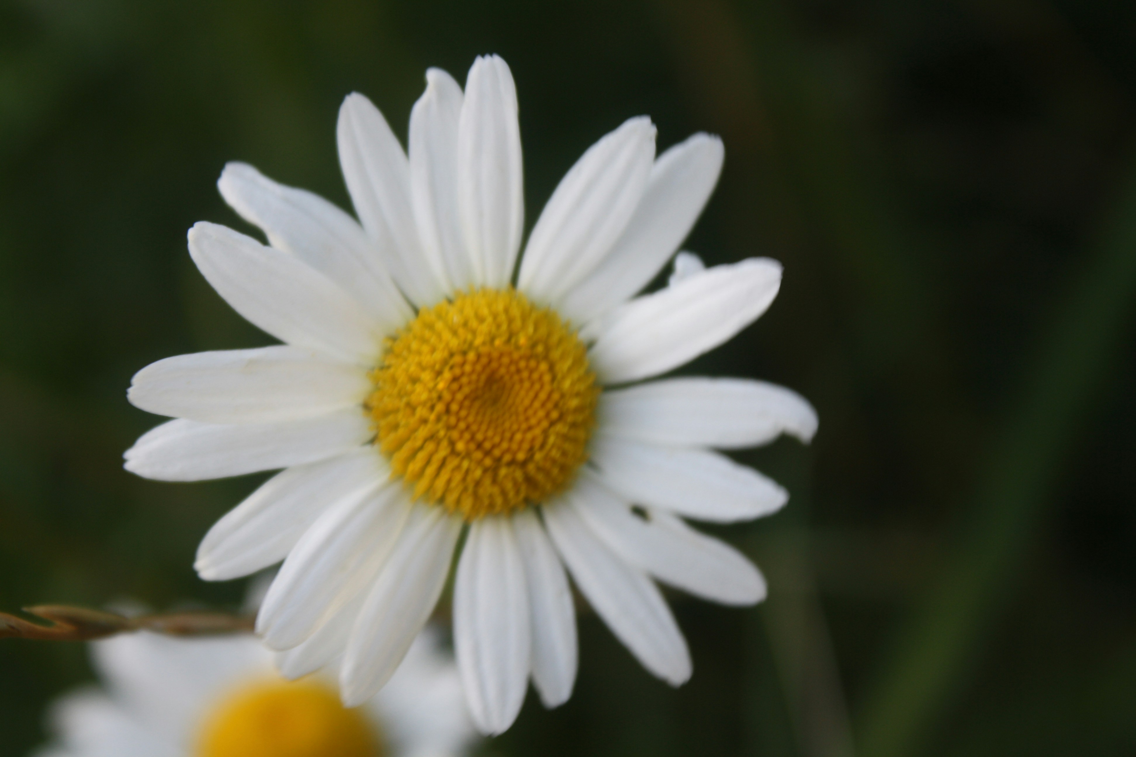 Photo by pickle_juice36