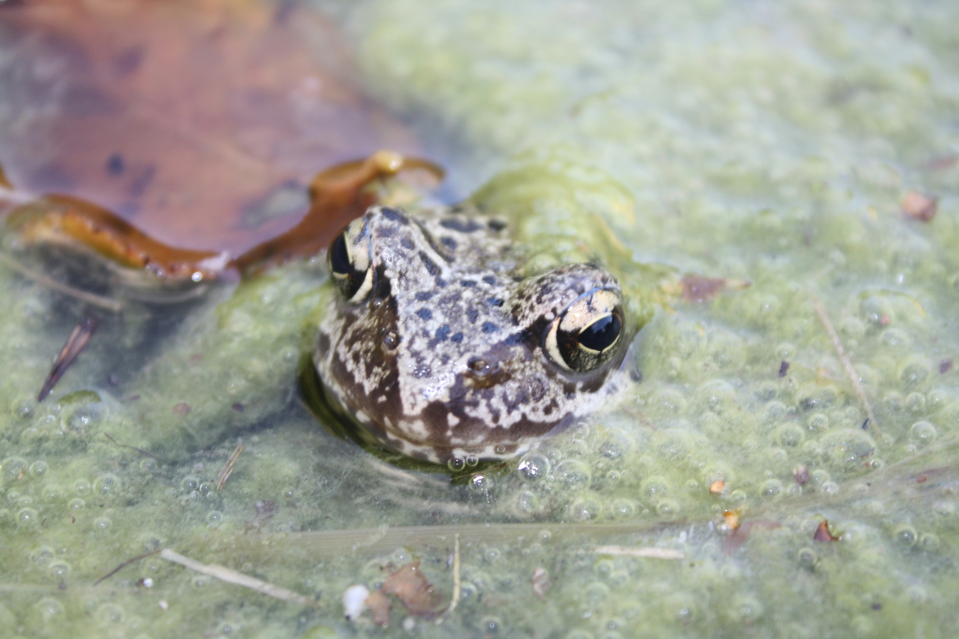 Photo by pickle_juice36