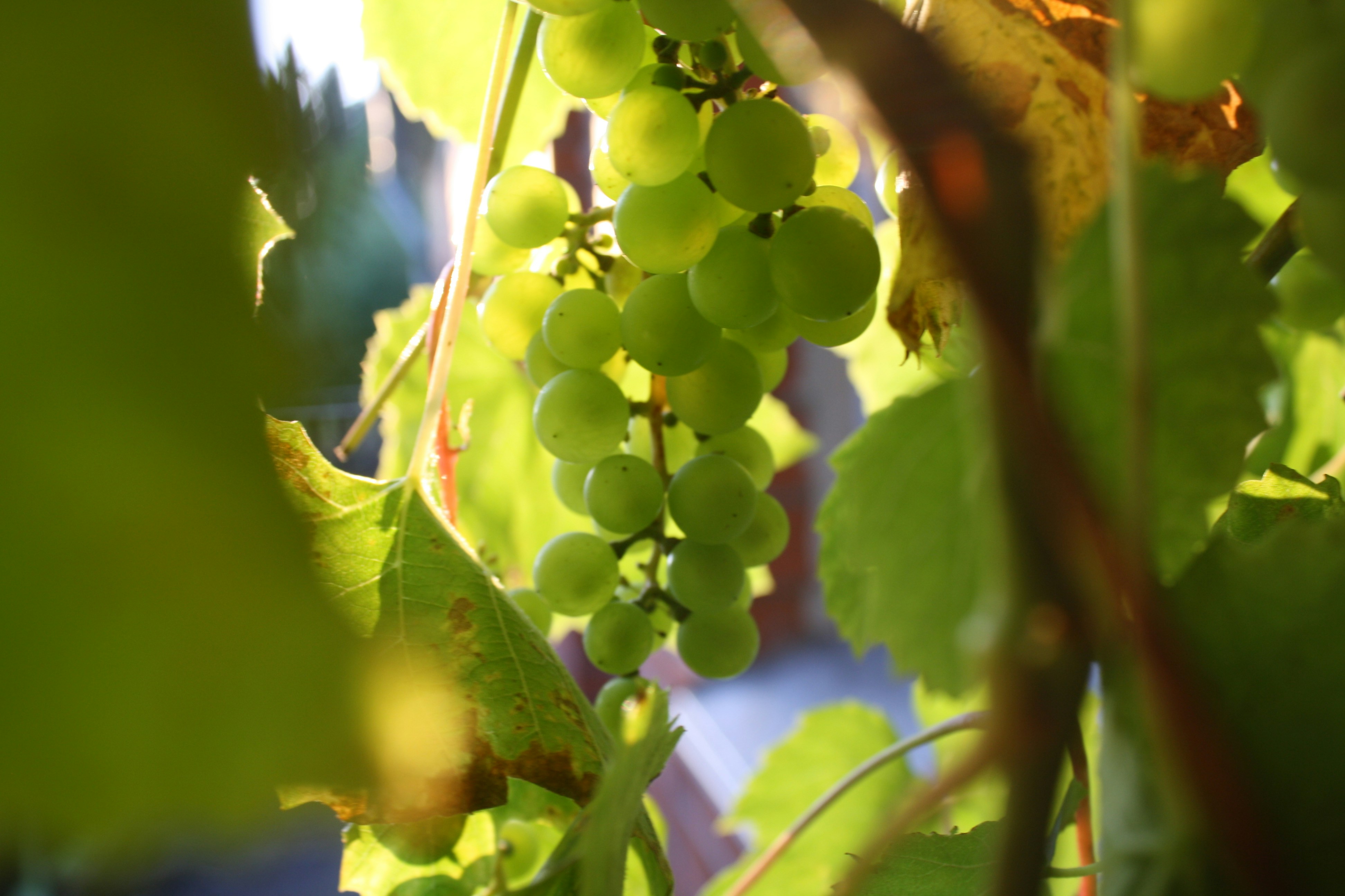 Photo by pickle_juice36