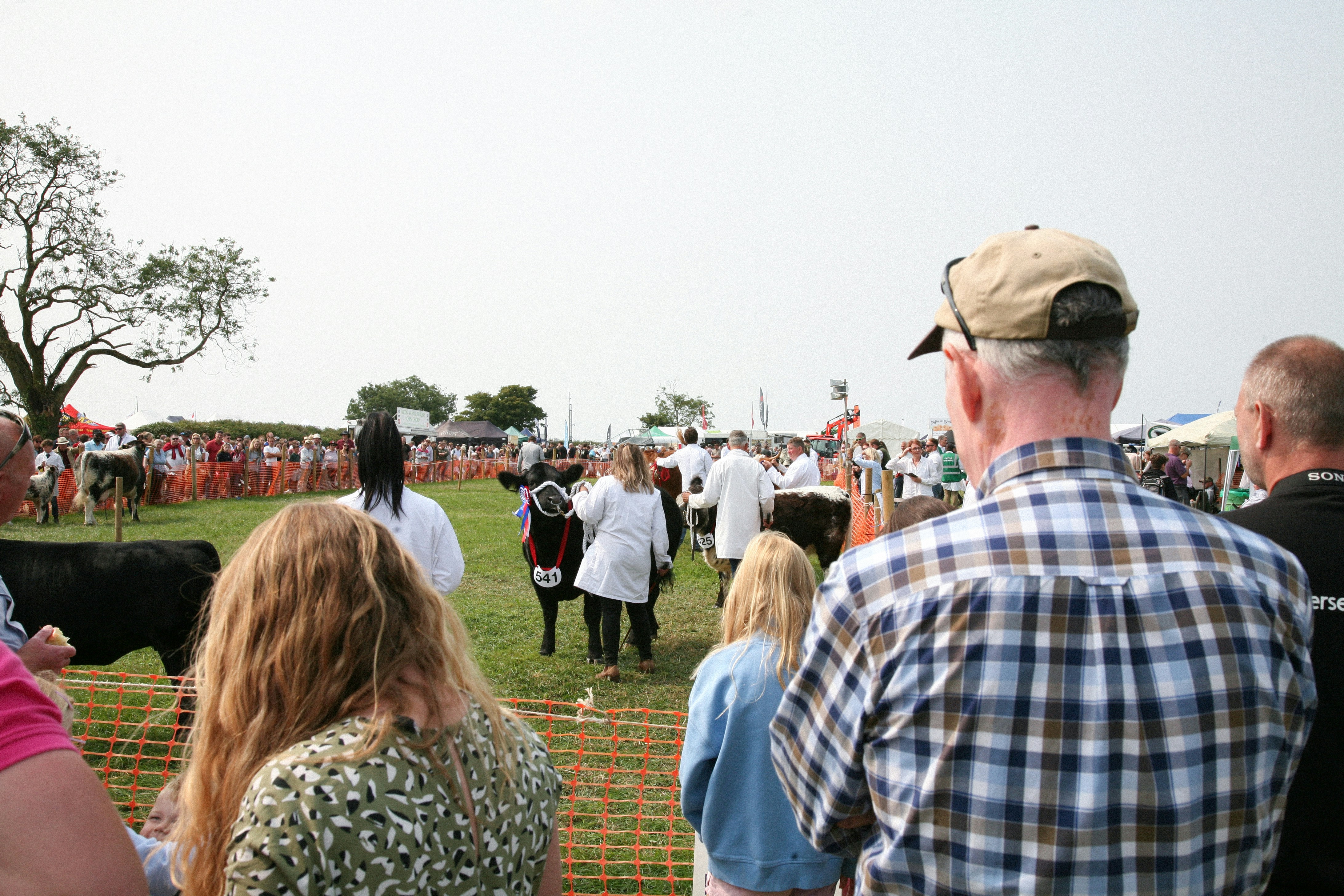 A group of people standing around a cow
