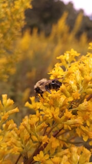 A bee sitting on top of a yellow flower