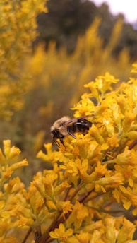 A bee sitting on top of a yellow flower