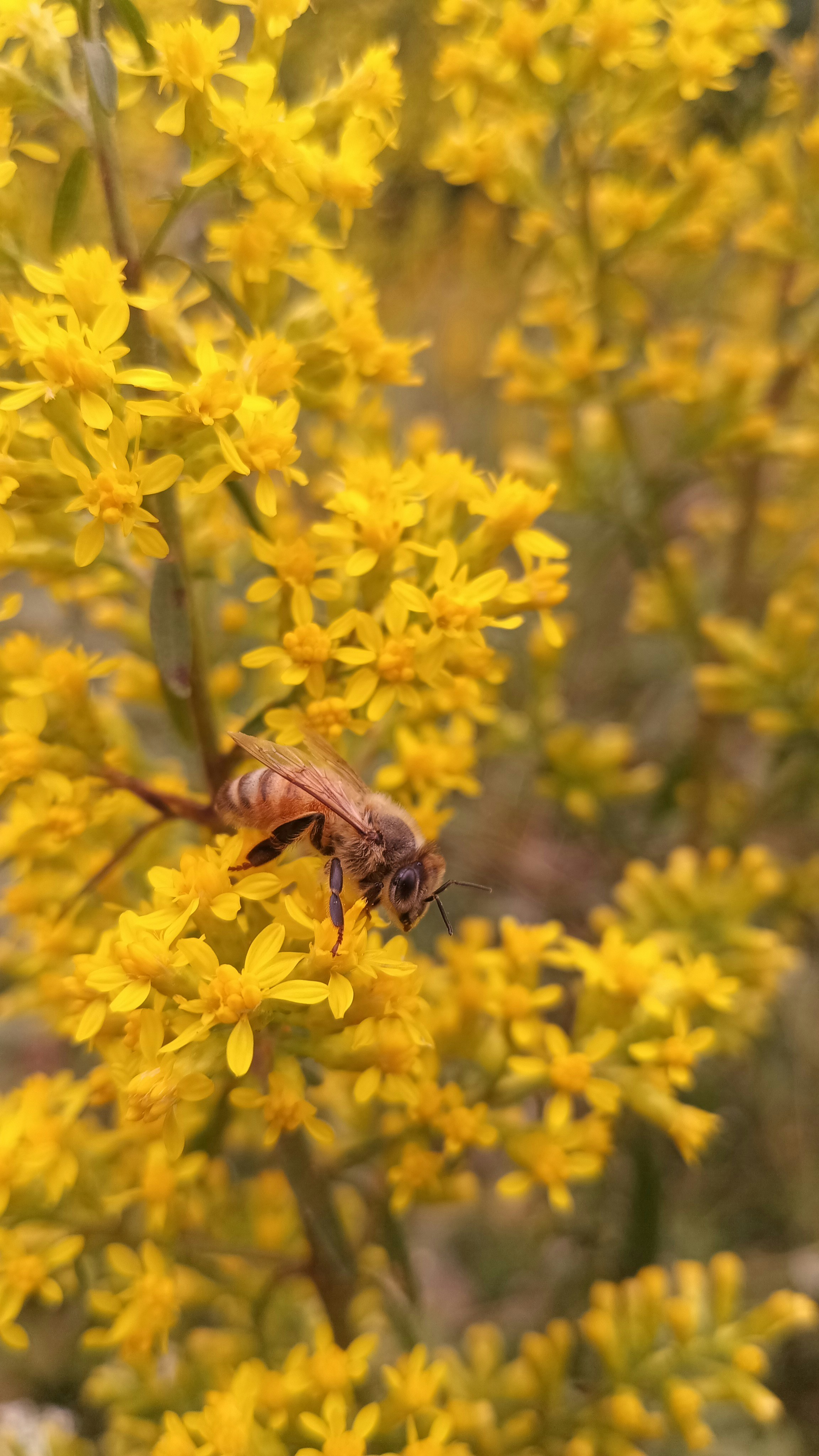 Goldenrod: Ohio’s Golden Gift to Honey Bees