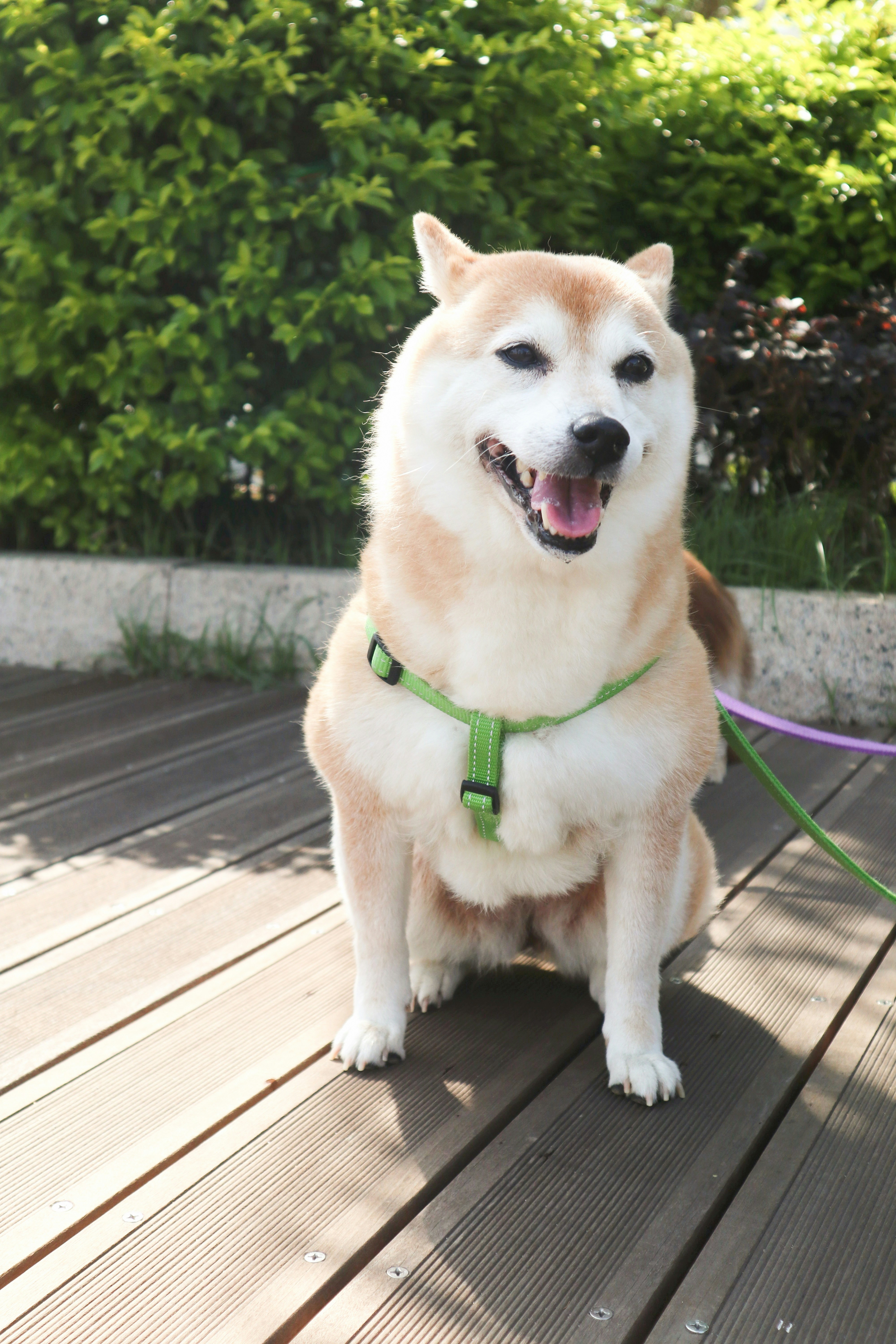 A brown and white dog sitting on top of a wooden deck