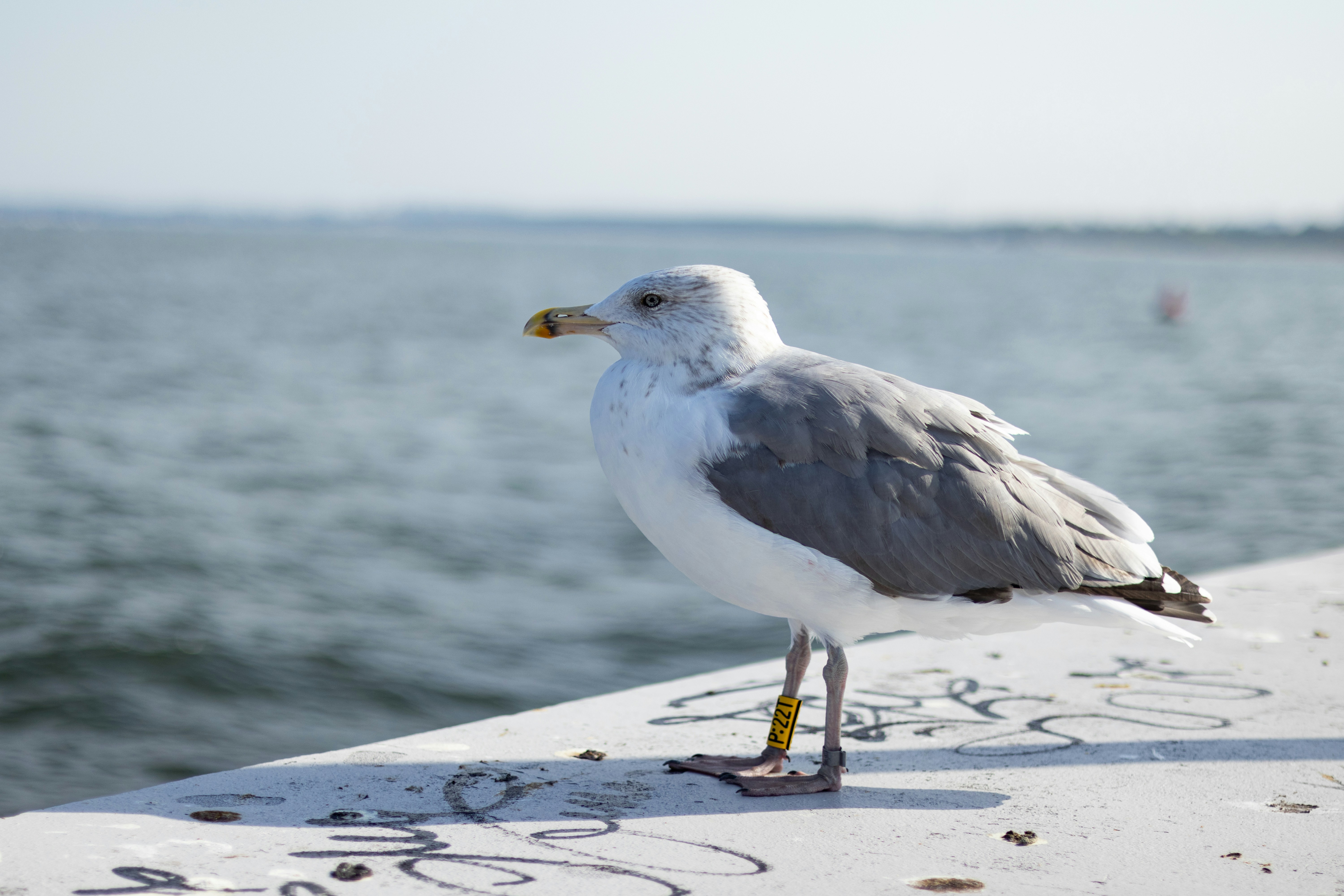 Photo by anyutakejbalo