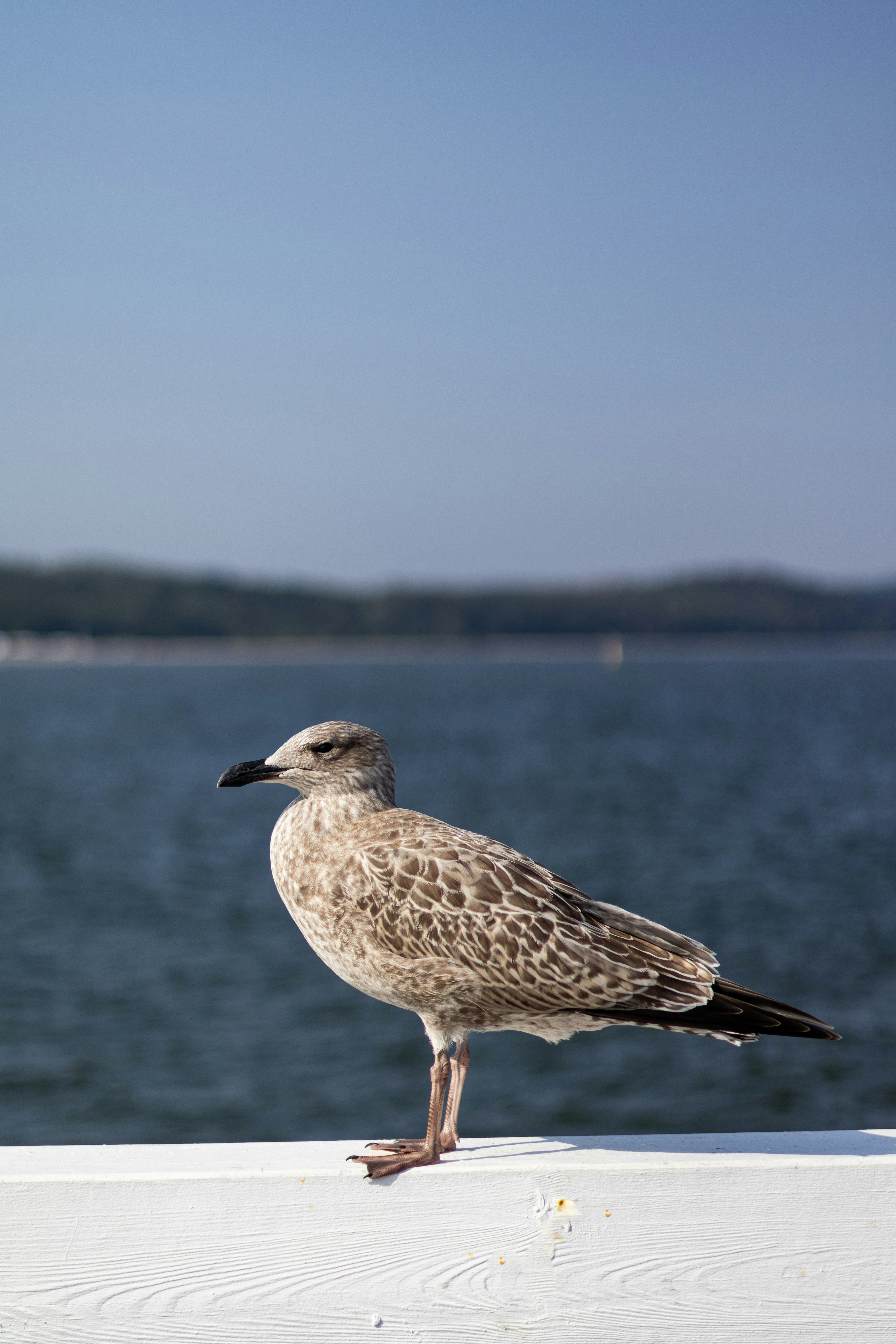 Photo by anyutakejbalo