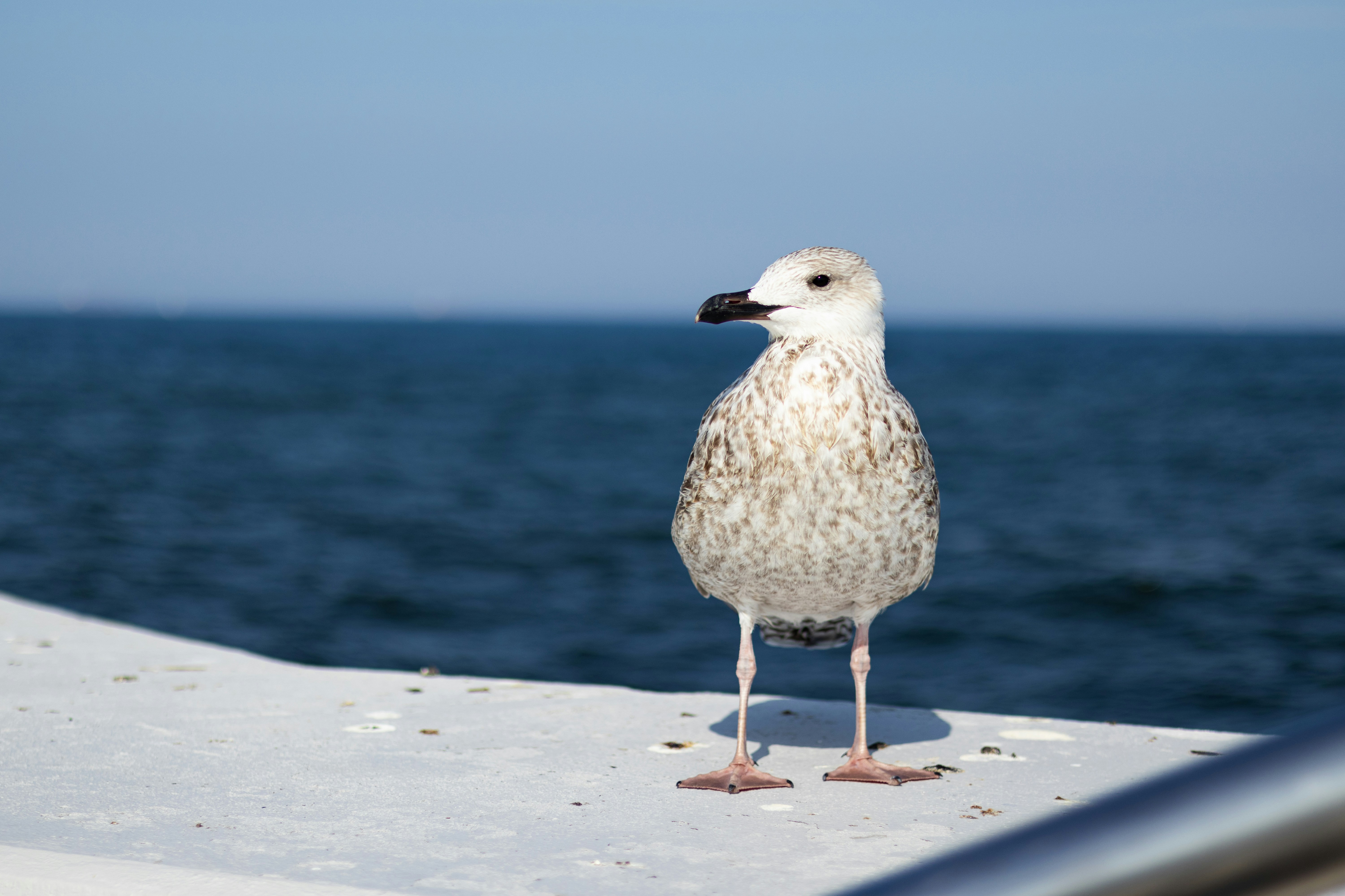 Photo by anyutakejbalo