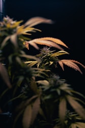 A close up of a potted plant in a dark room