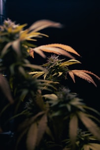 A close up of a potted plant in a dark room