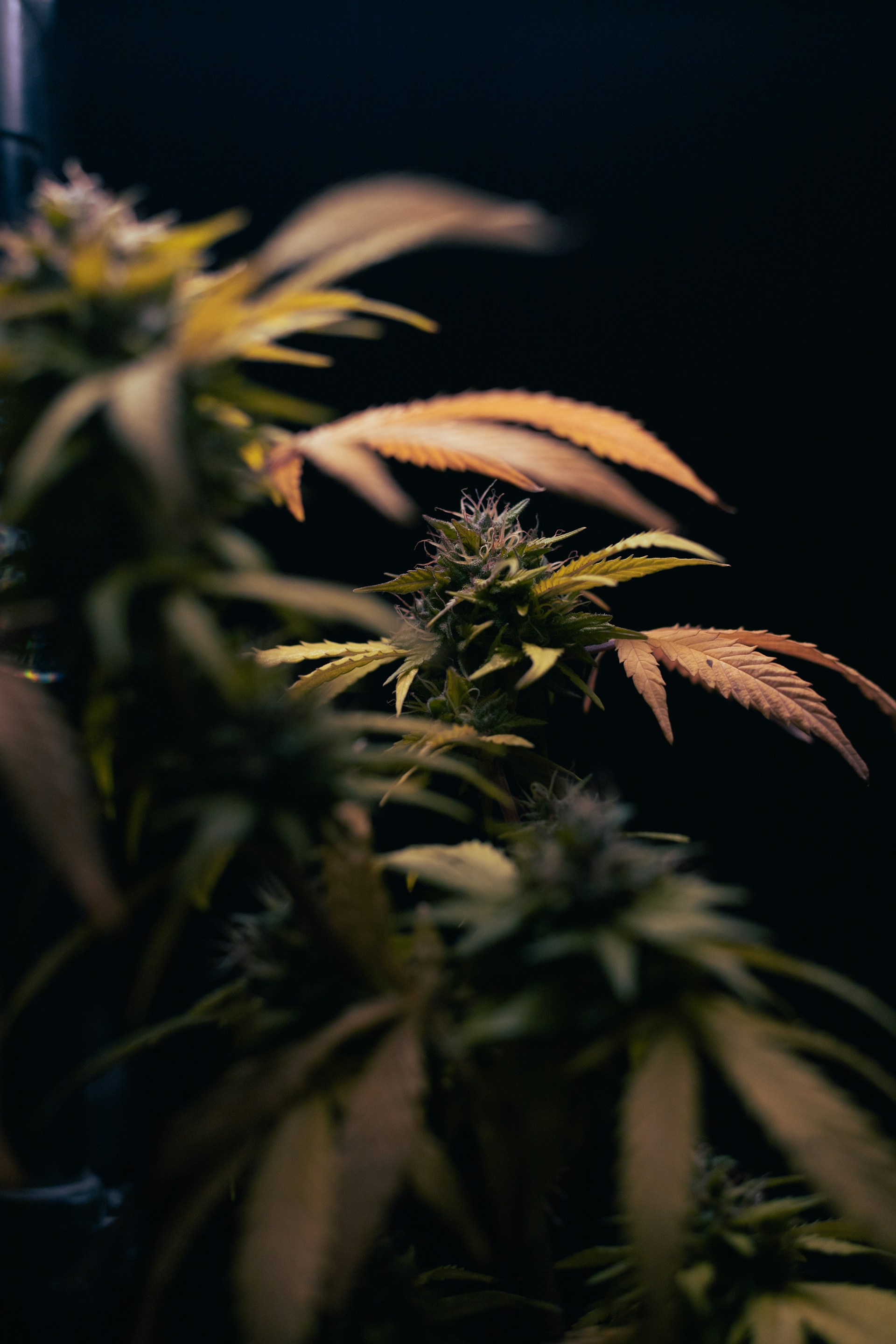 A close up of a potted plant in a dark room