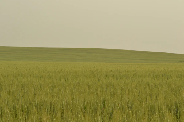 Sourcing from Indian farms