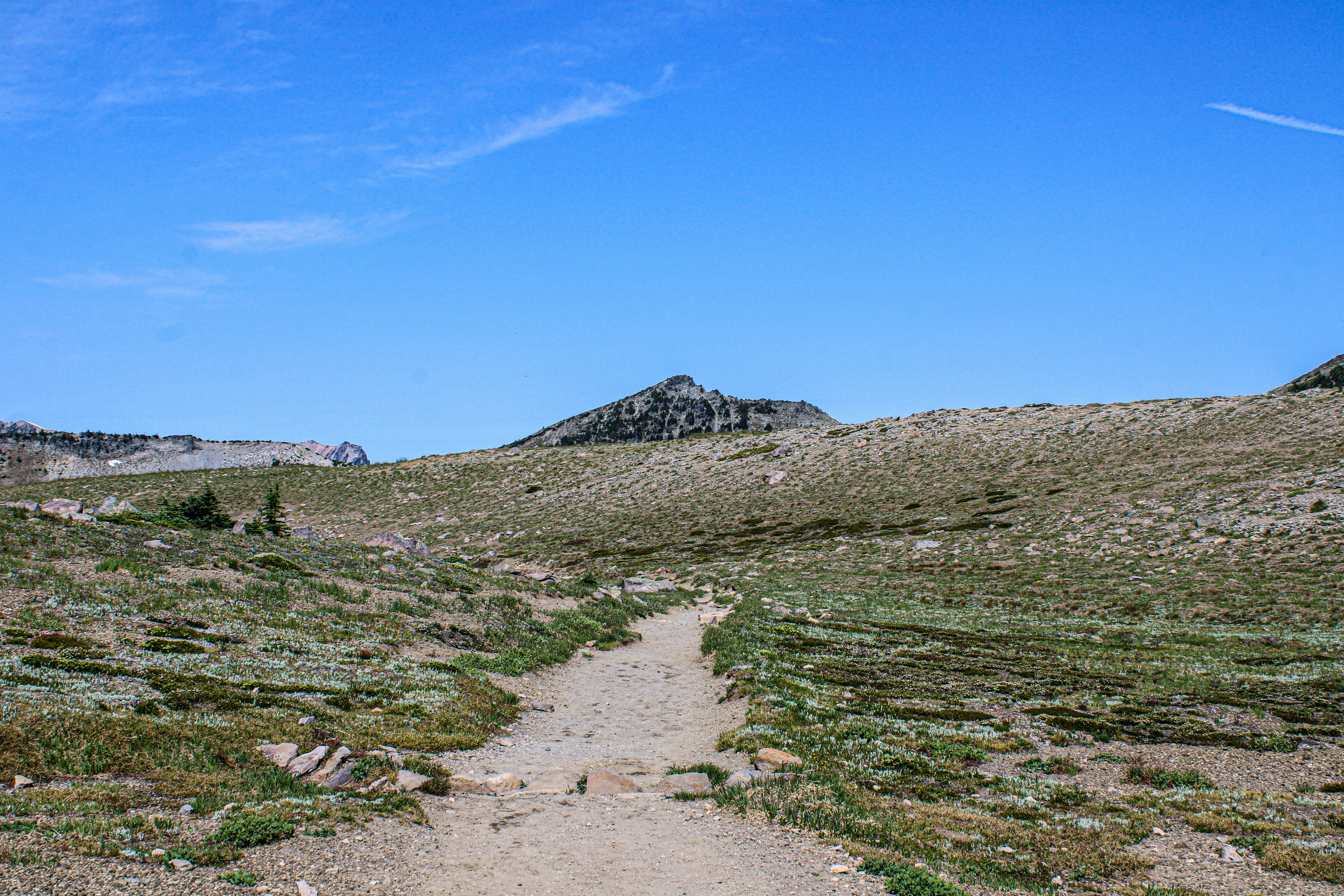 Rocky Mountain Resilience (image credits: unsplash)
