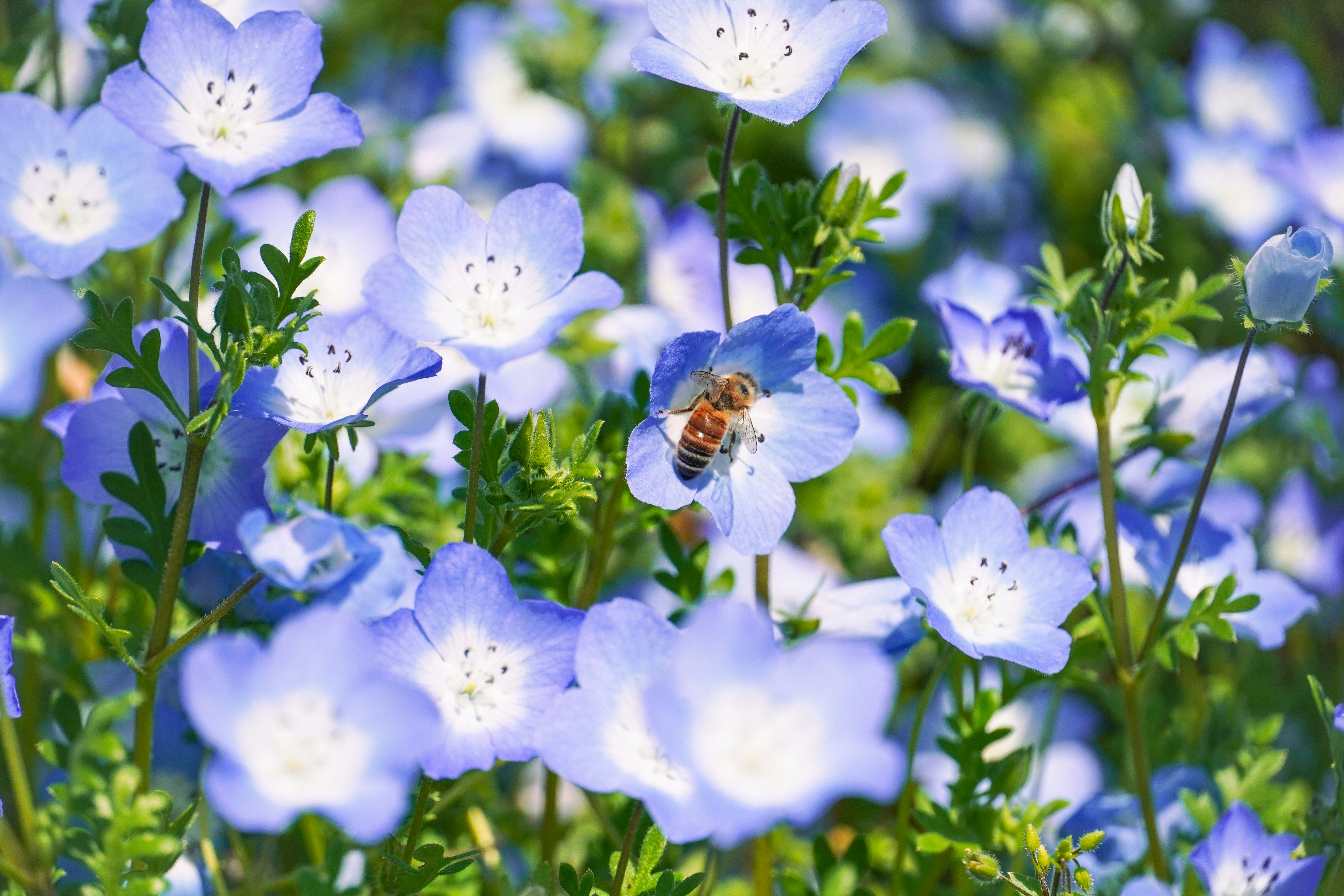 Photo by dsnphotography