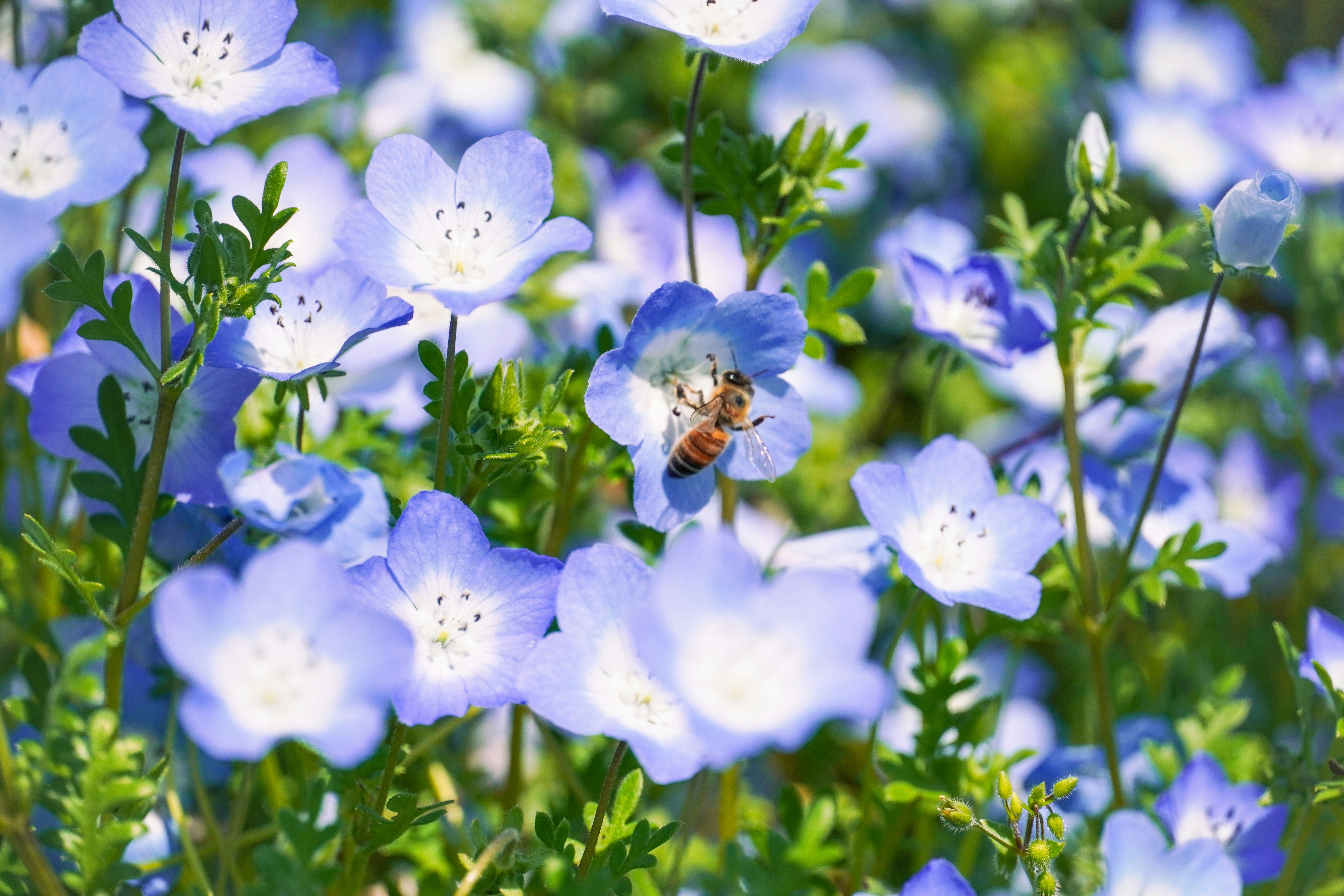 Photo by dsnphotography