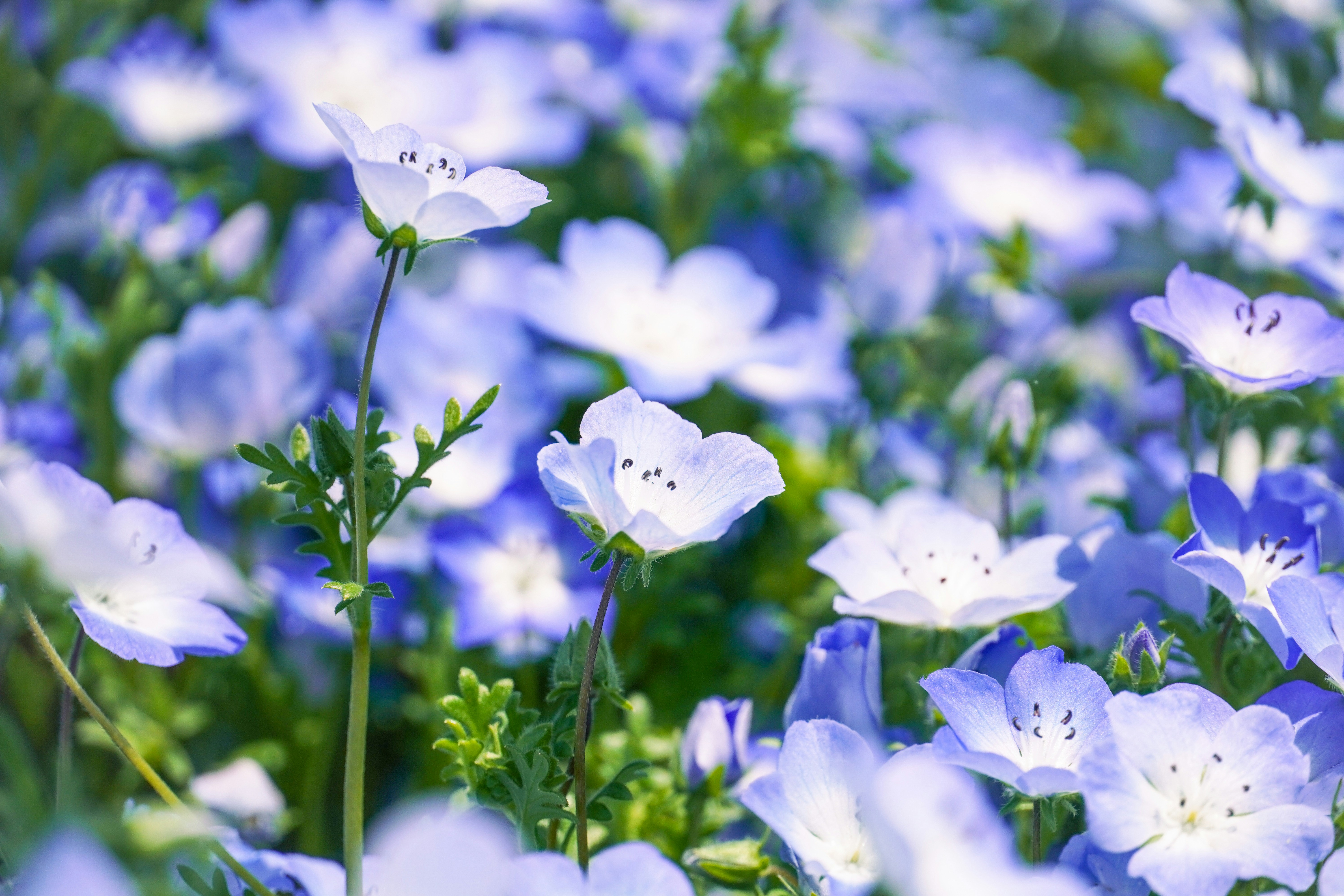 Photo by dsnphotography