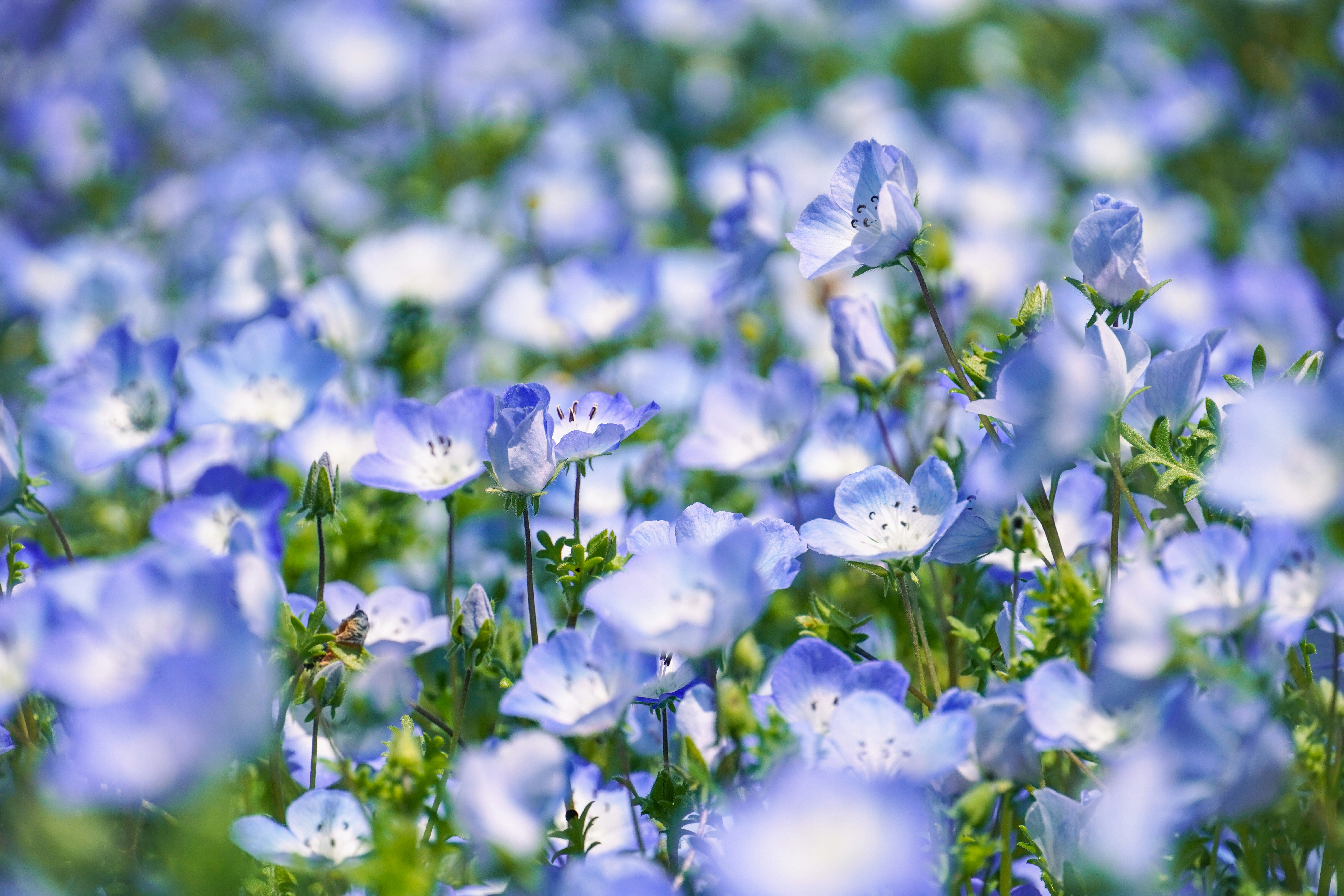 Photo by dsnphotography