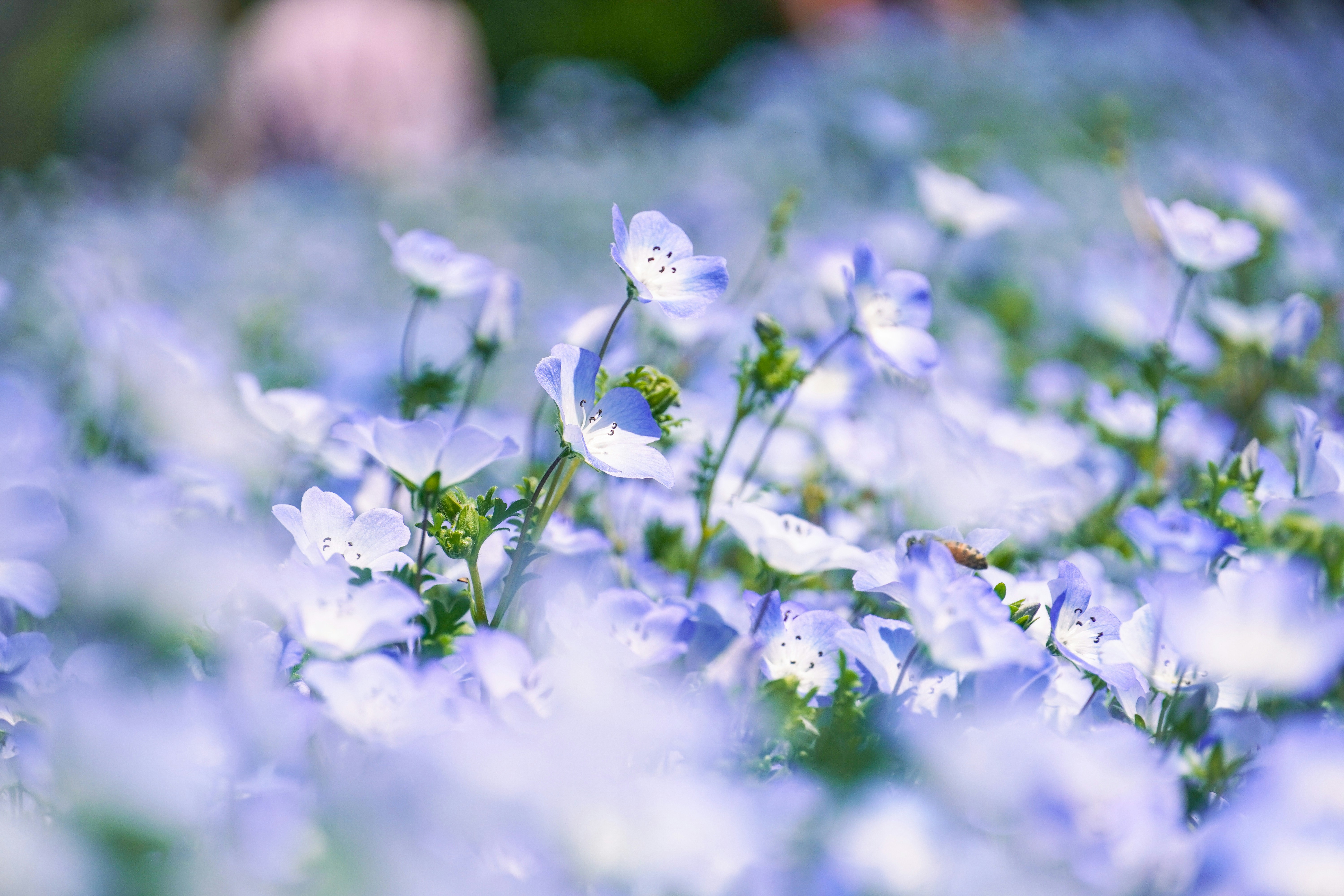 Photo by dsnphotography