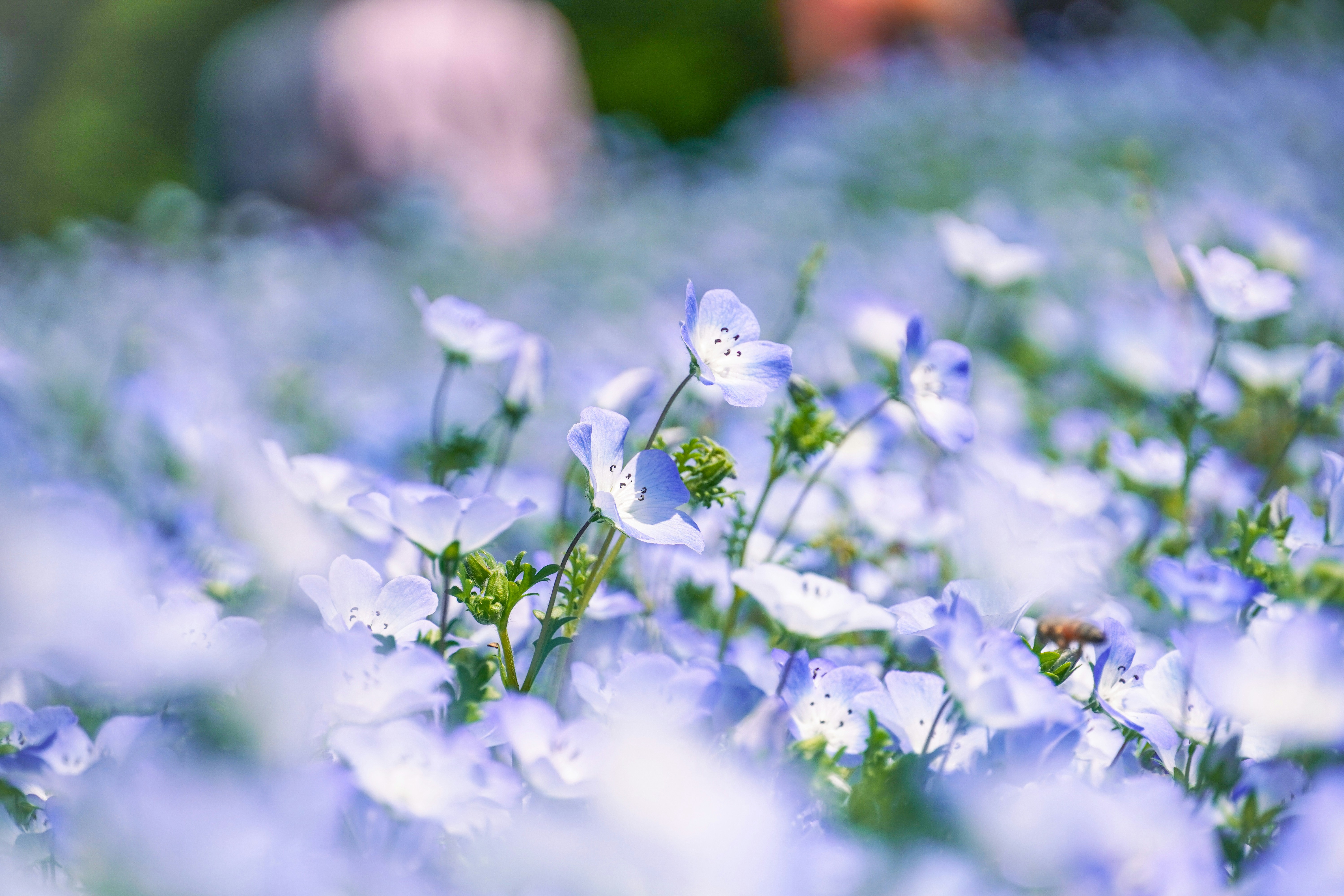 Photo by dsnphotography