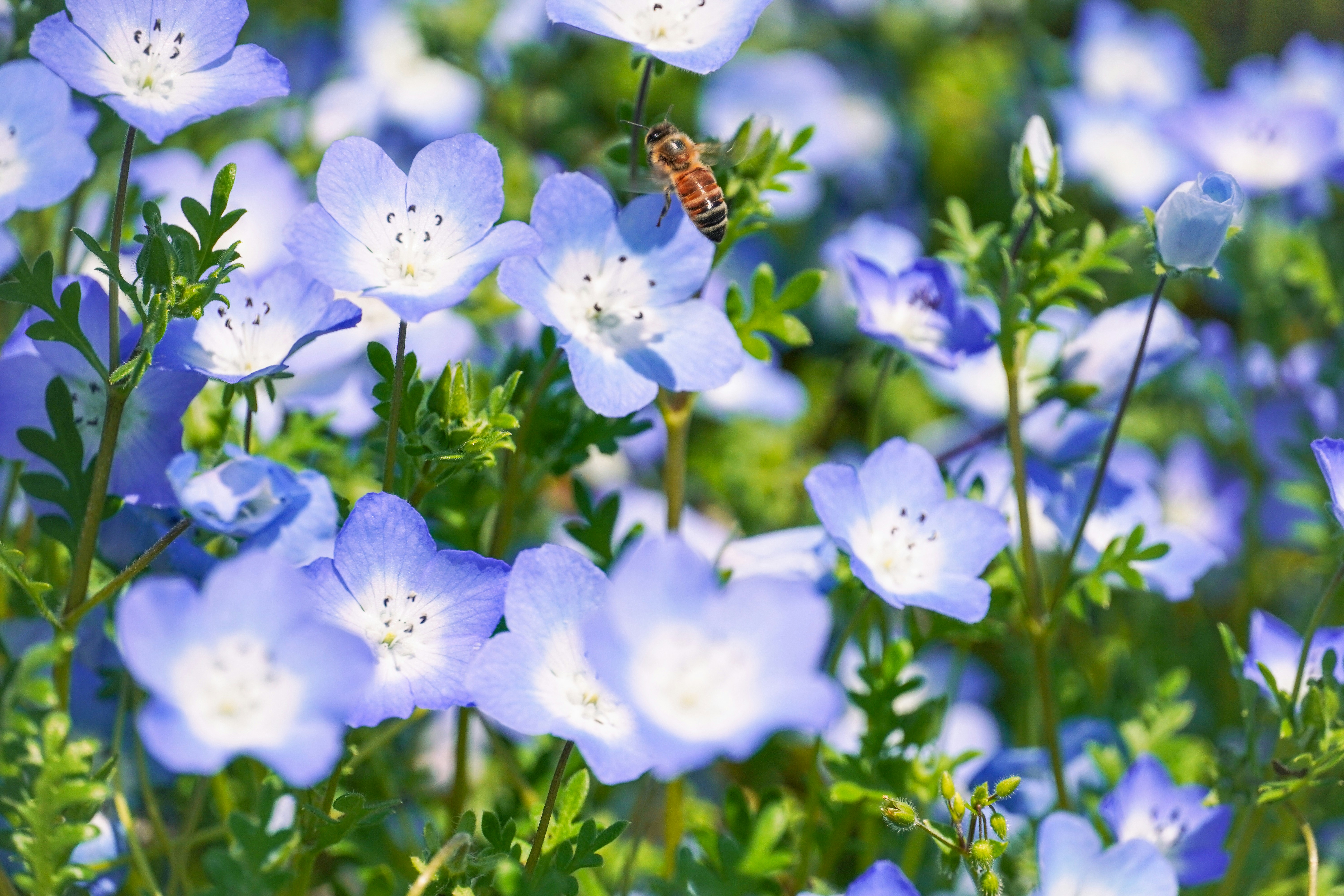 Photo by dsnphotography