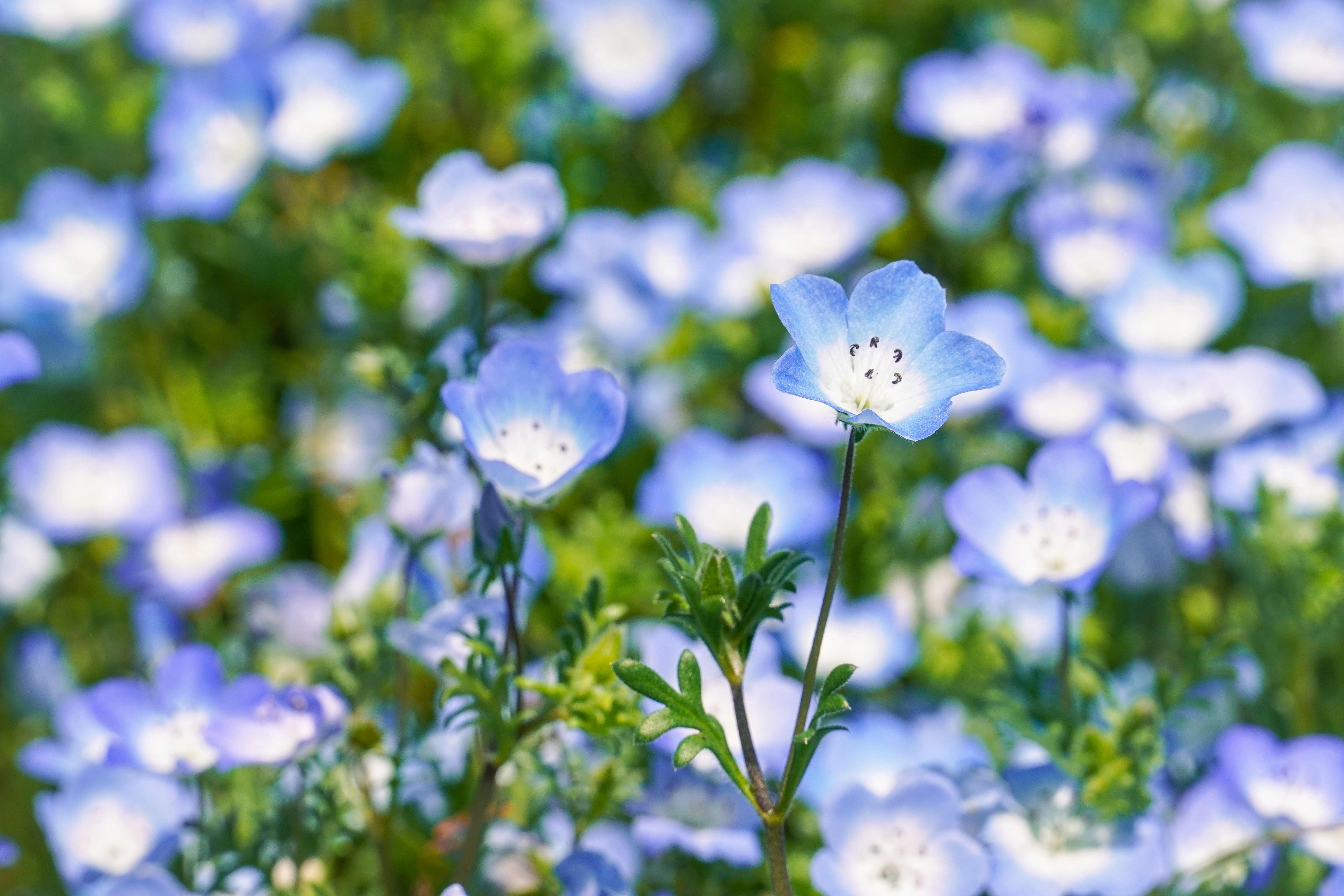 Photo by dsnphotography