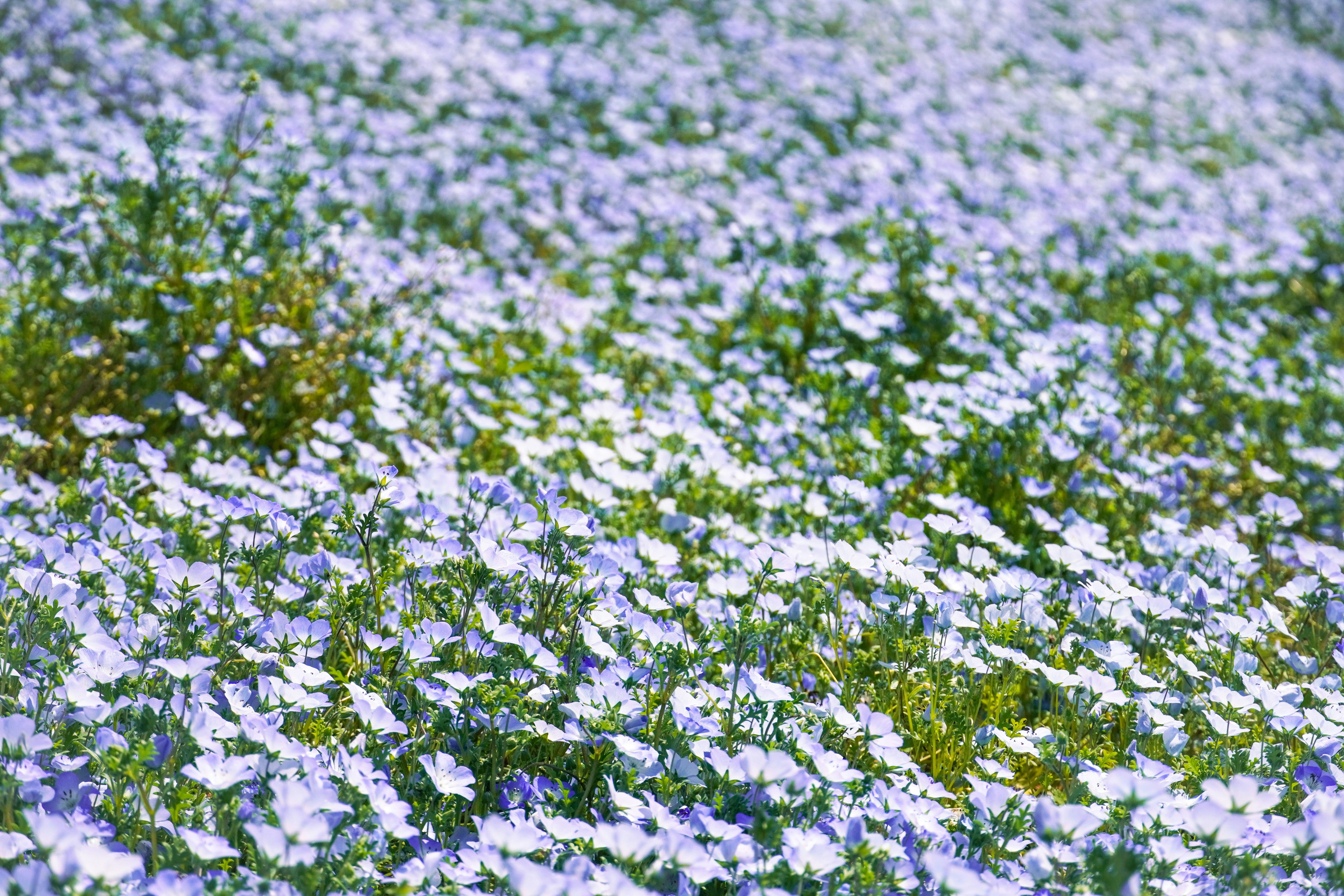 Photo by dsnphotography