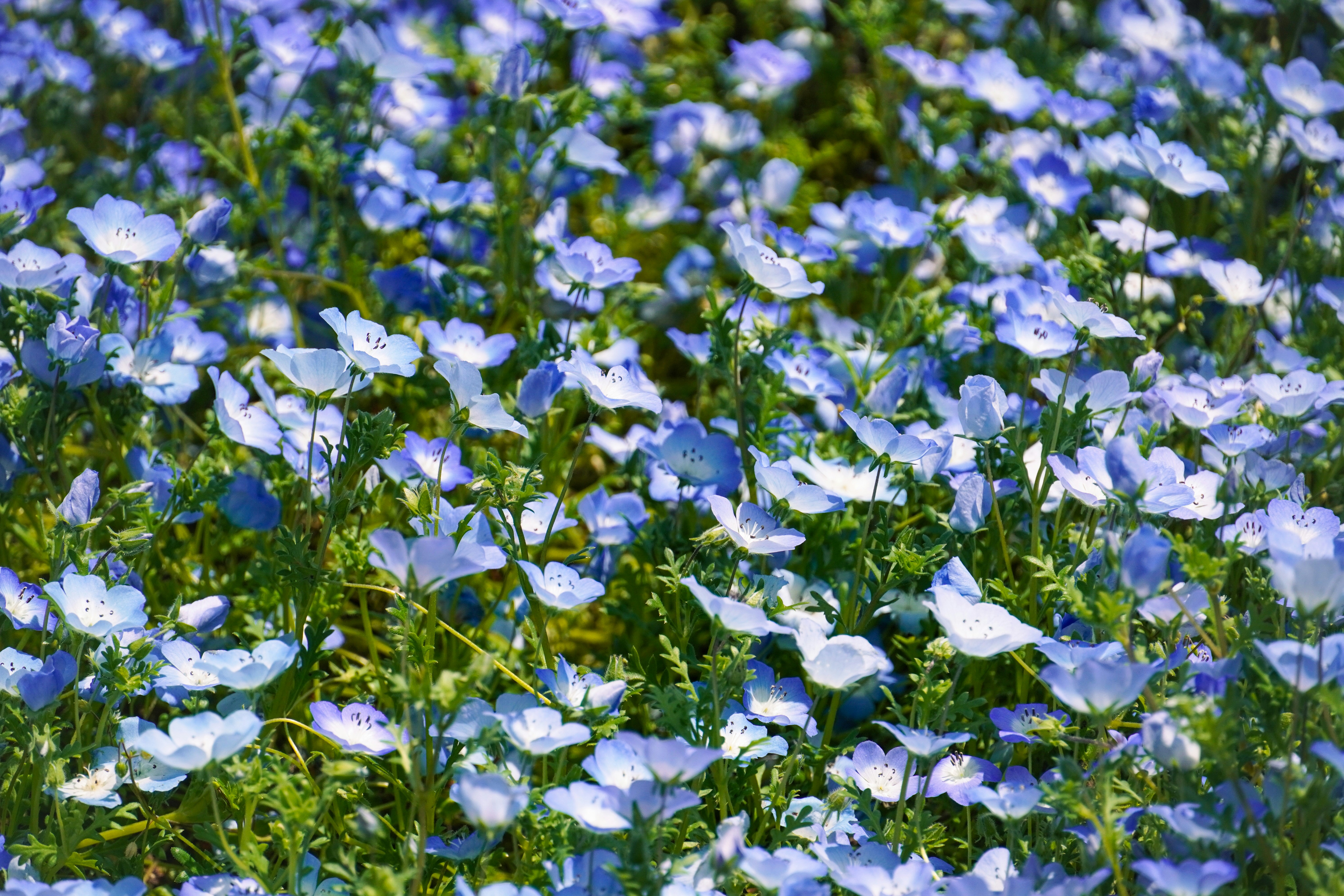 Photo by dsnphotography