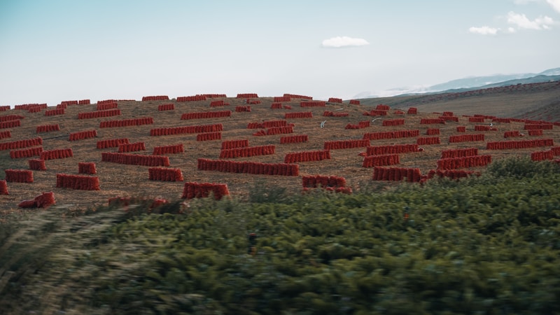 Random Image