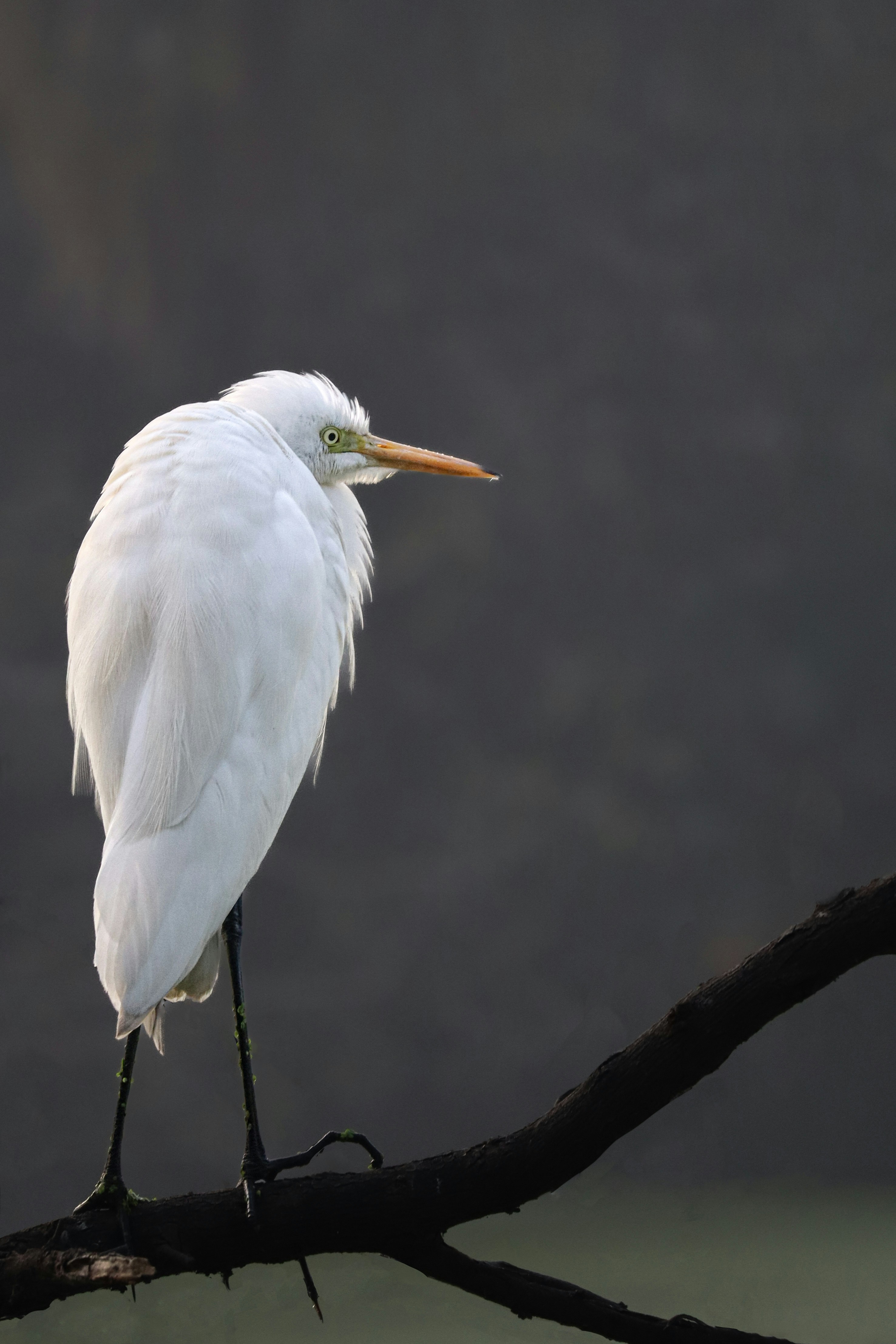 A white bird is perched on a branch
