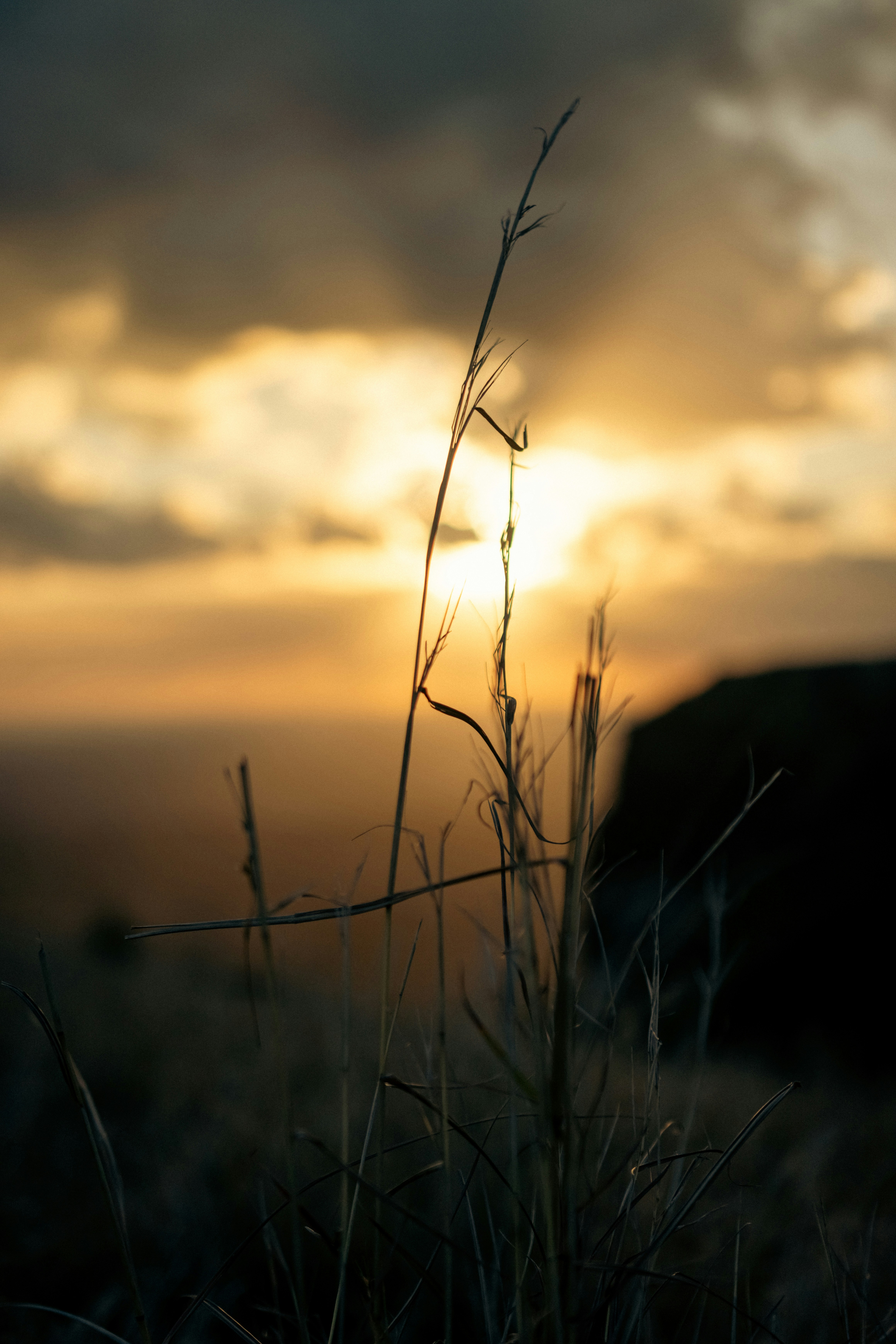 The sun is setting over a grassy field