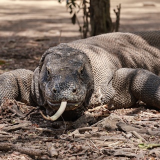 A large lizard laying on the ground in the woods