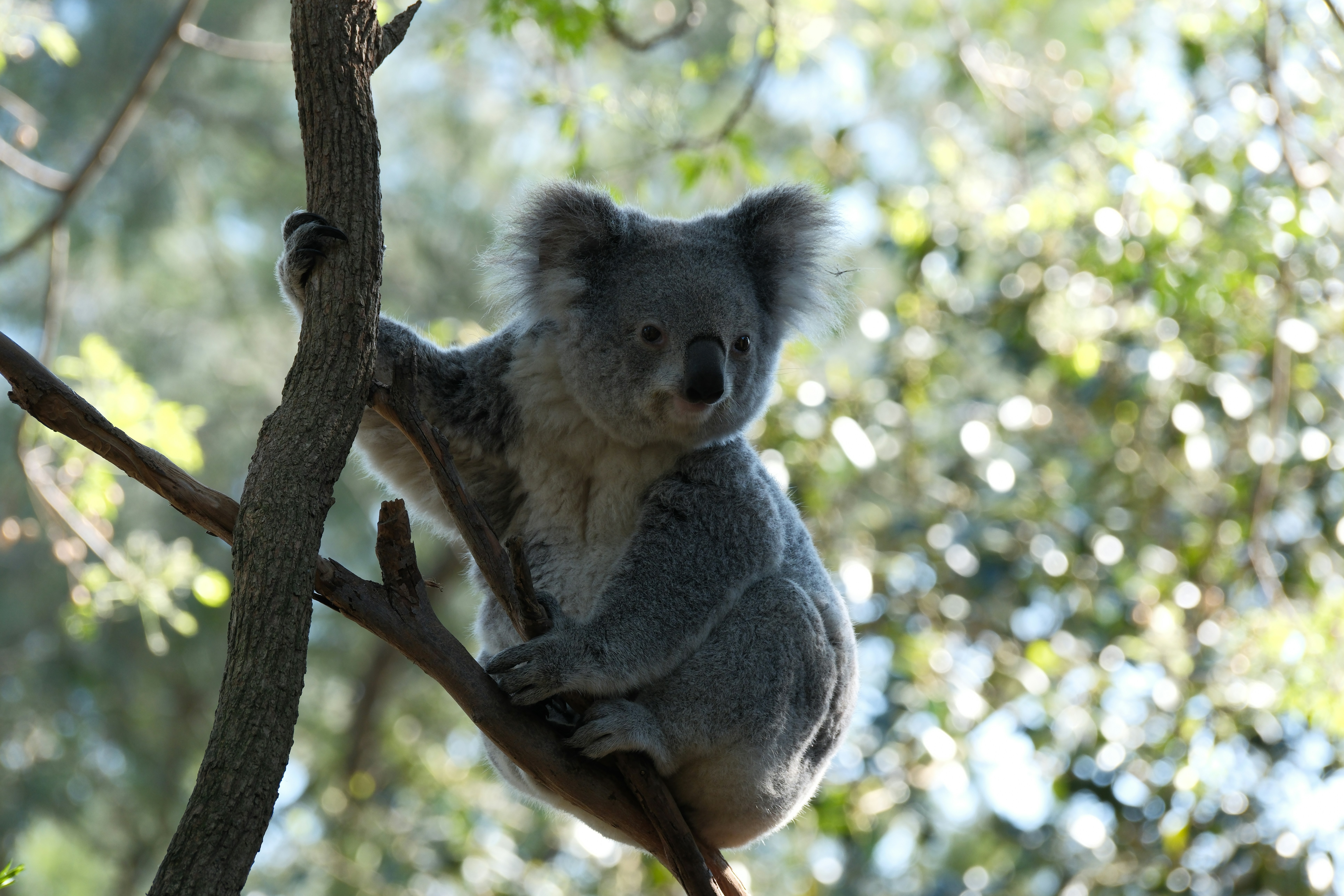 A koala bear sitting on a tree branch