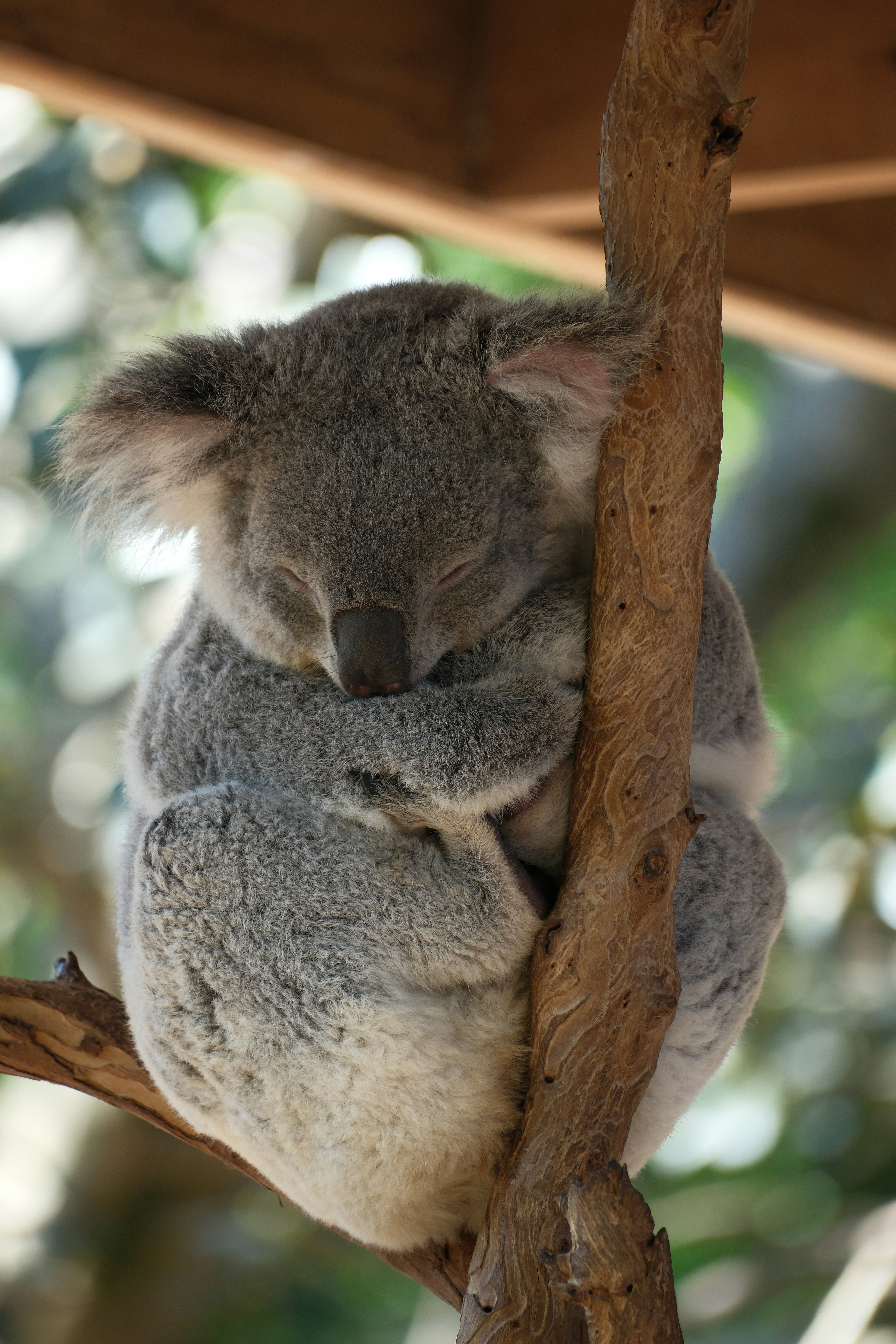 A koala bear sitting on a tree branch