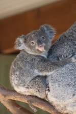 A koala bear sitting on top of a tree branch