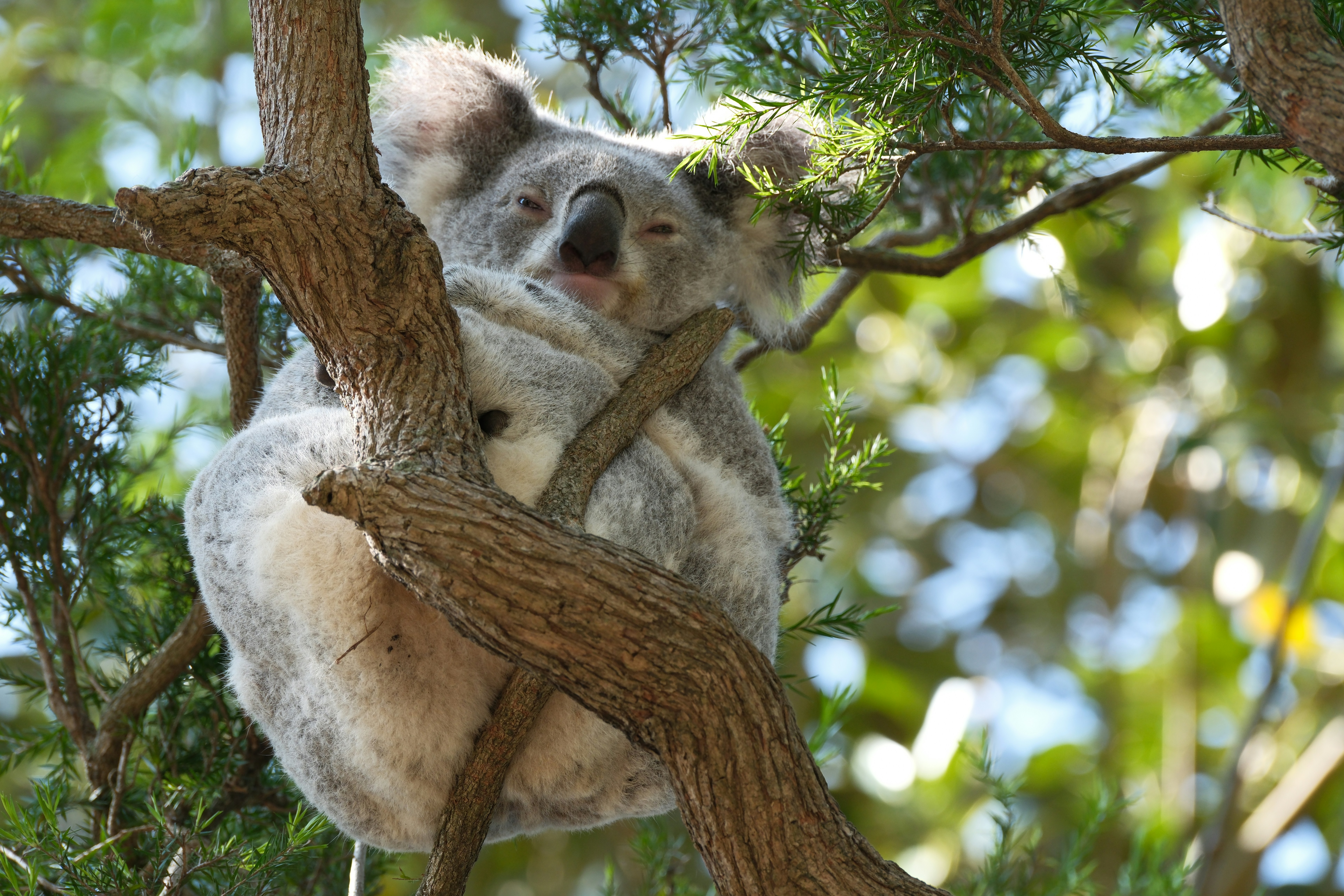 Doonside, New South Wales