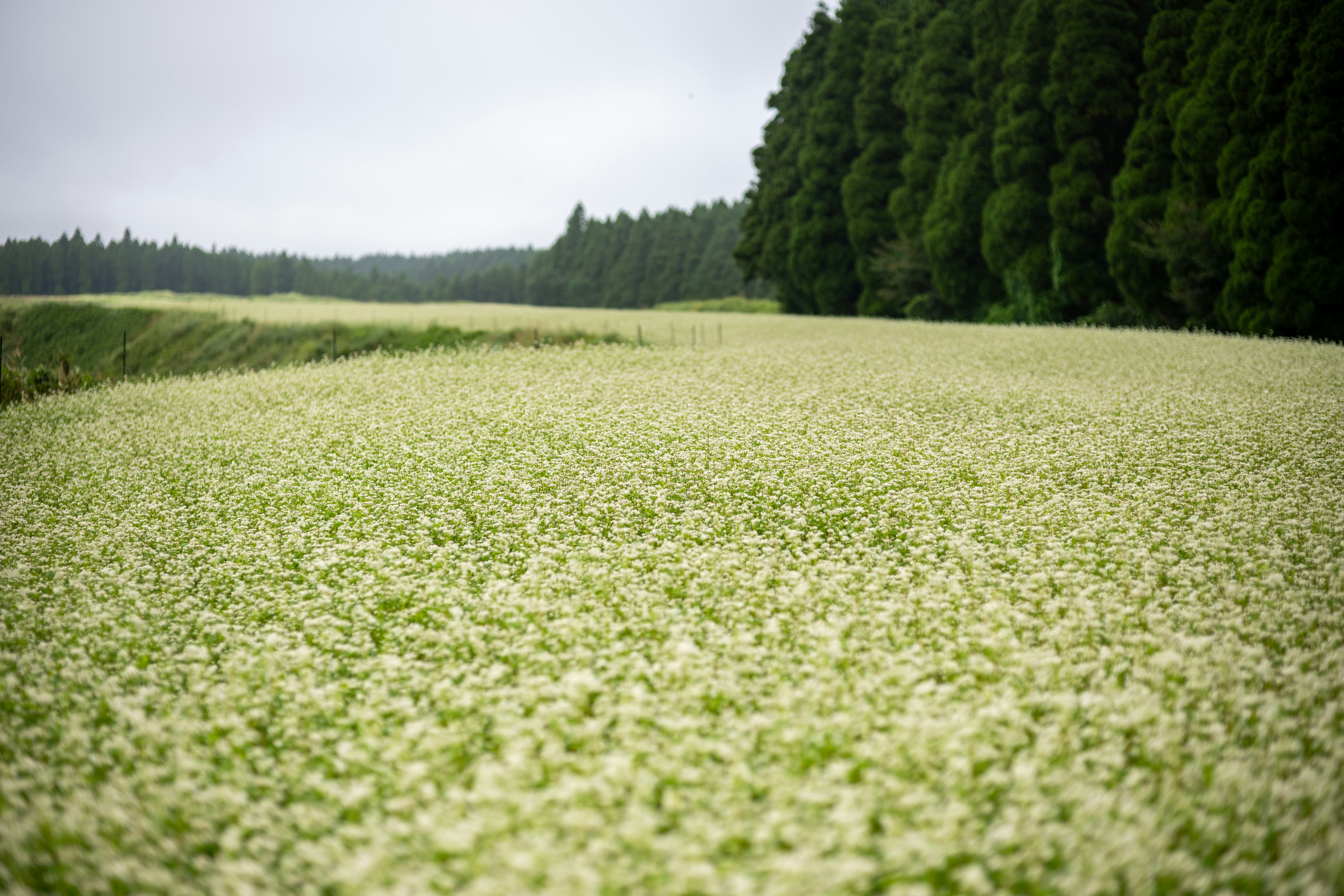 Origins and the Accidental Invasion (image credits: unsplash)