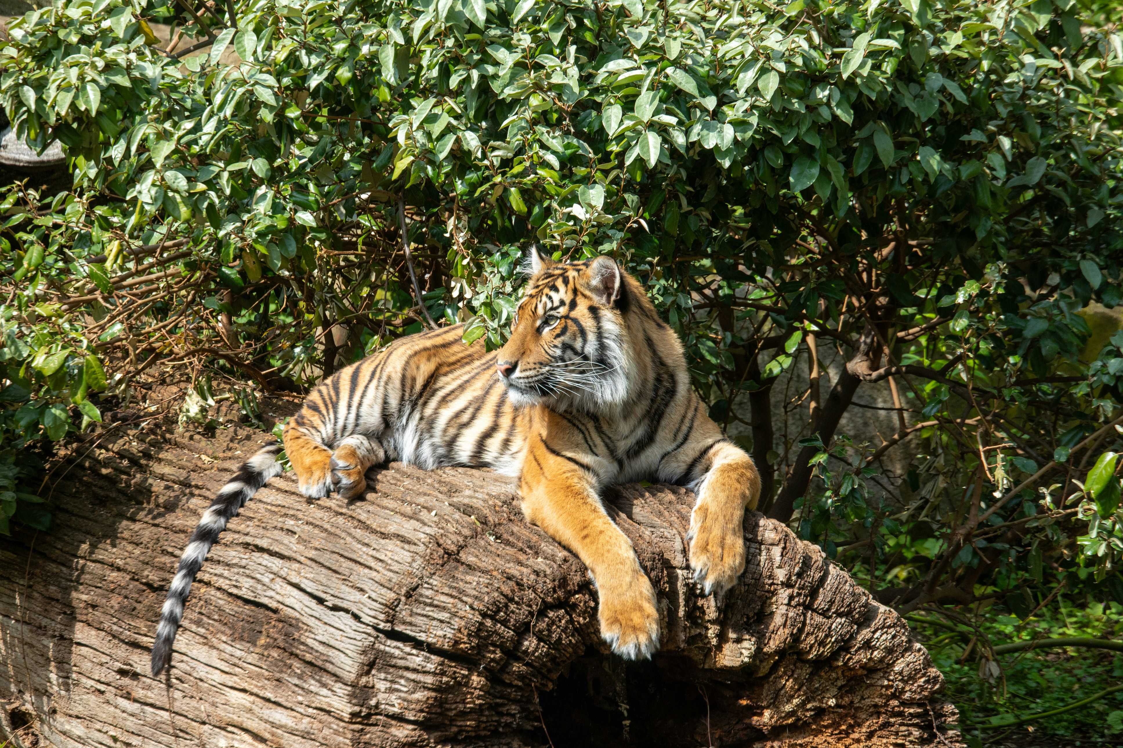 16. Resting After a Big Meal (image credits: unsplash)