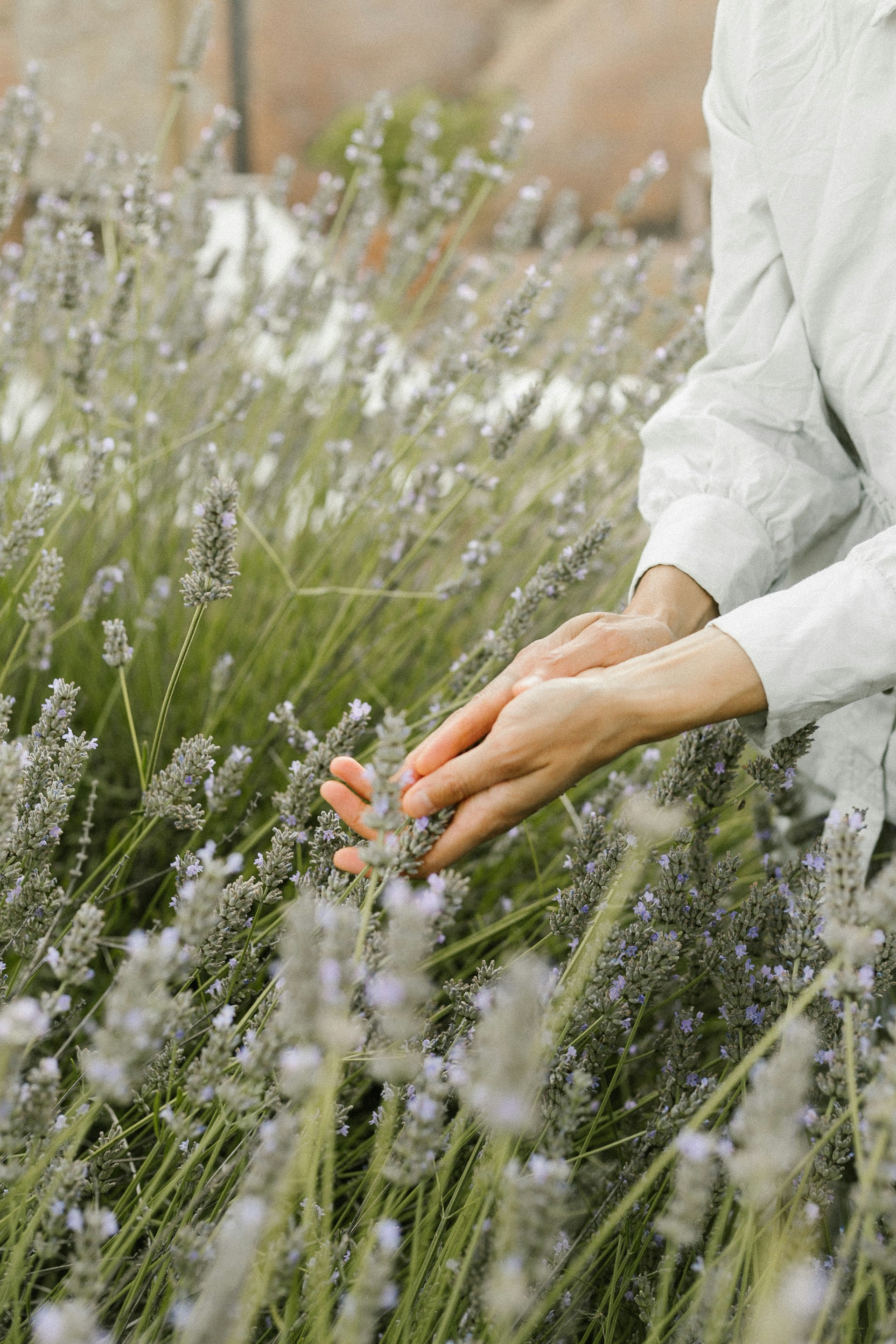 A woman is picking lavender off of a bush