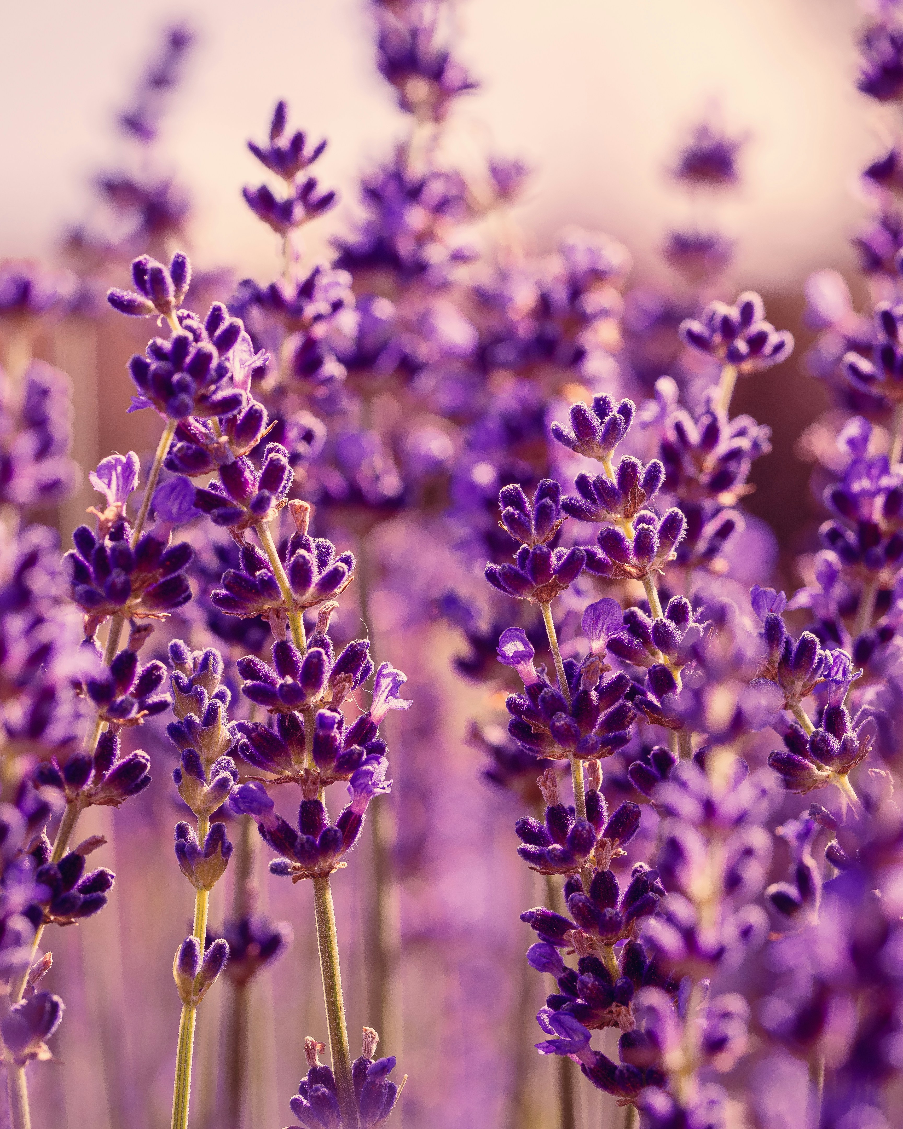 A bunch of lavender flowers in a field