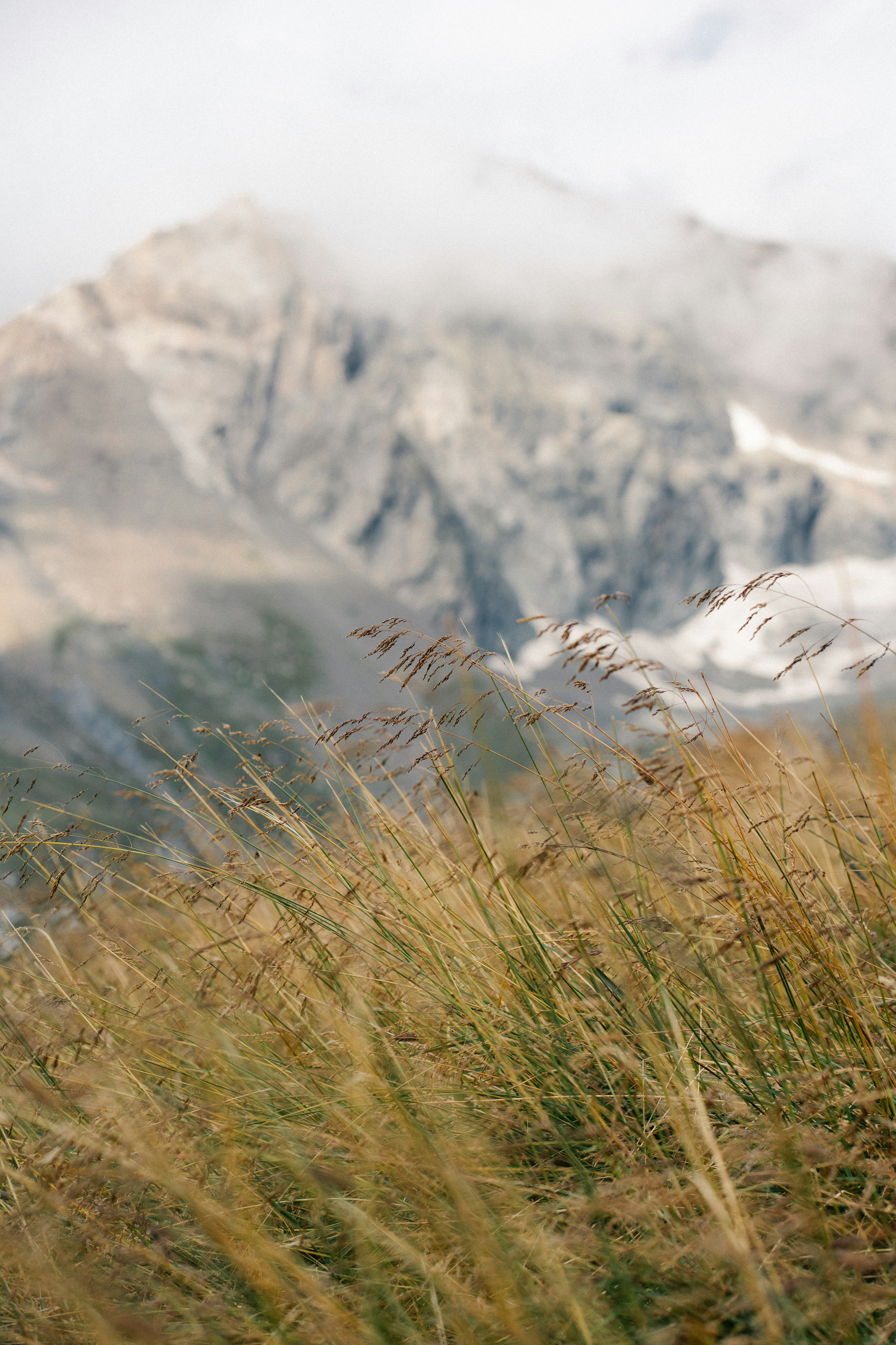 A grassy field with mountains in the background