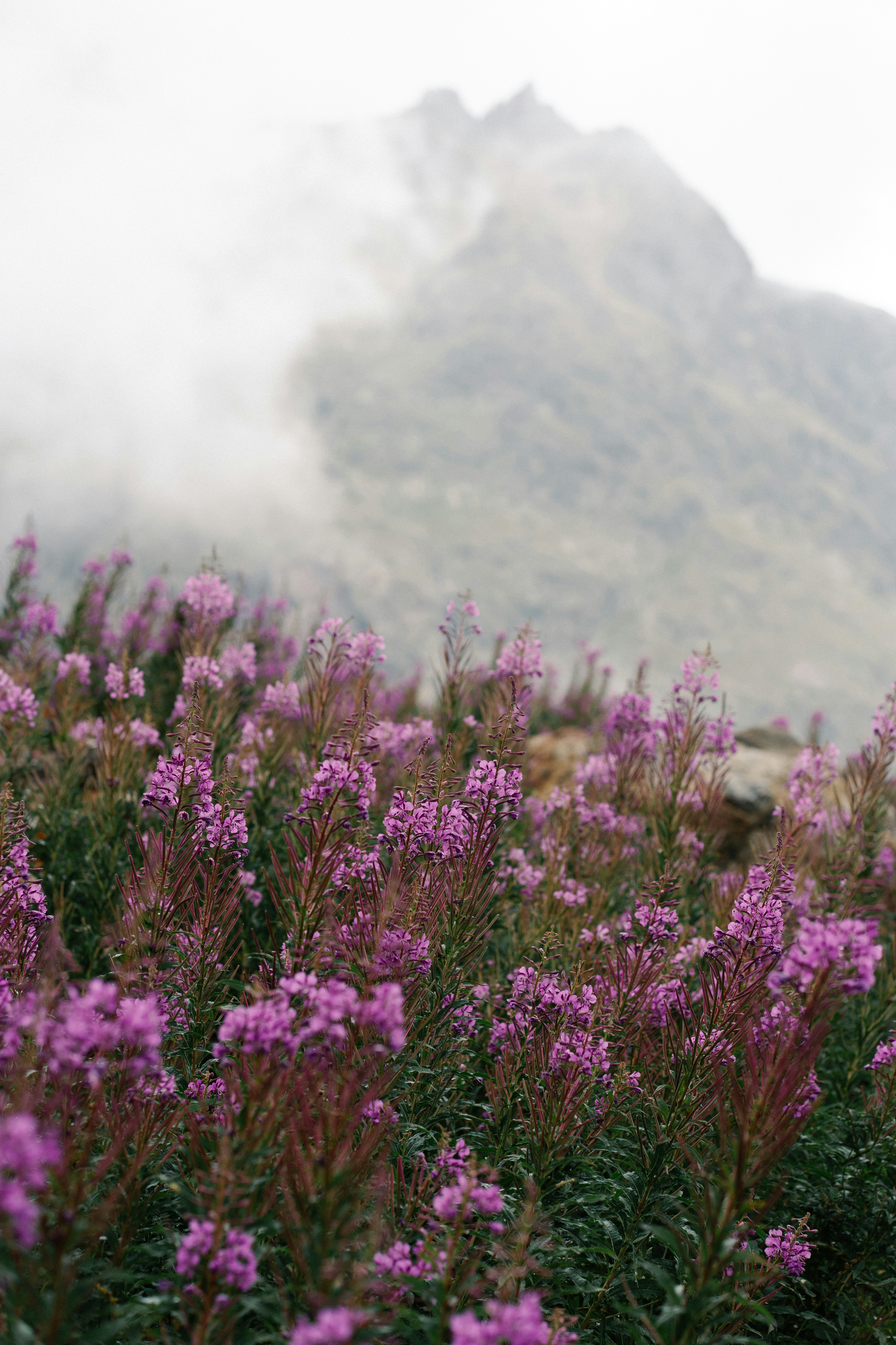 A field of purple flowers with a mountain in the background