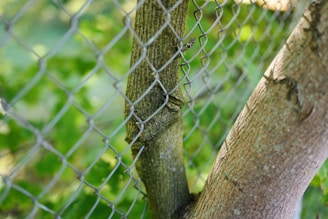 A bird perched on a branch of a tree behind a chain link fence