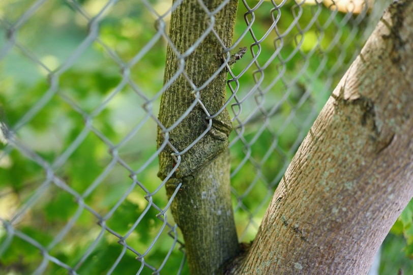 A bird perched on a branch of a tree behind a chain link fence