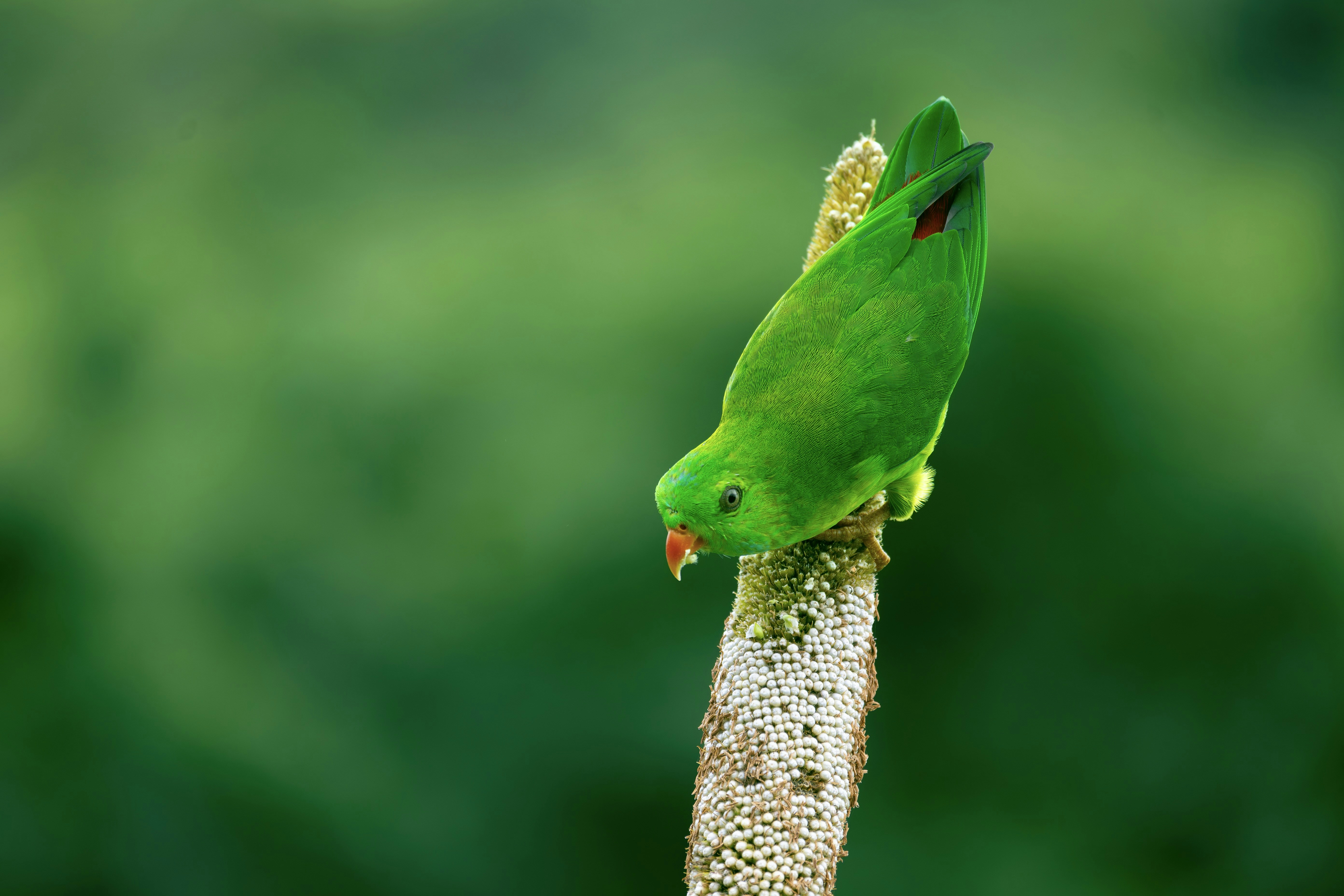 A green bird perched on top of a tree branch