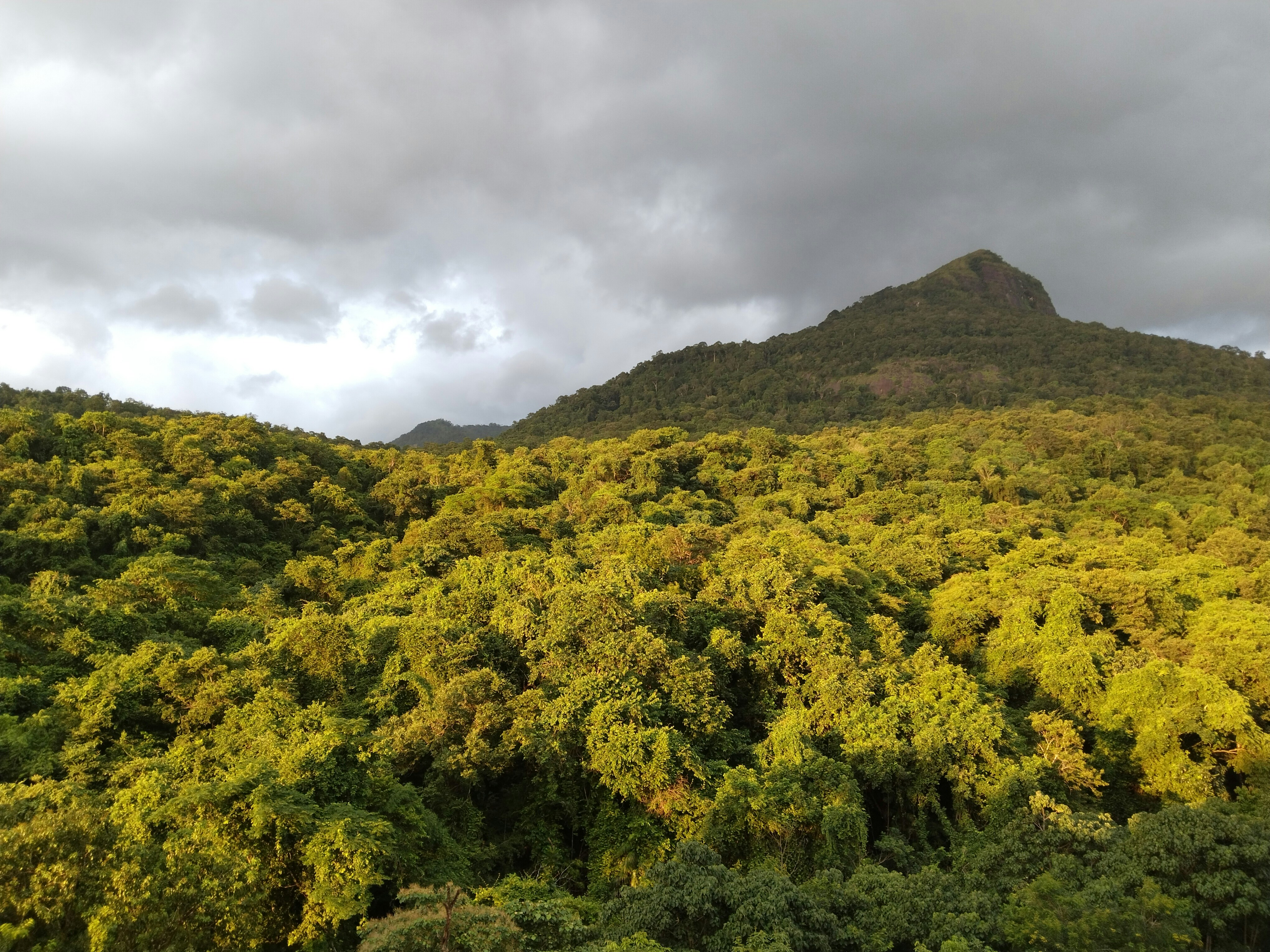A mountain covered in lots of trees under a cloudy sky