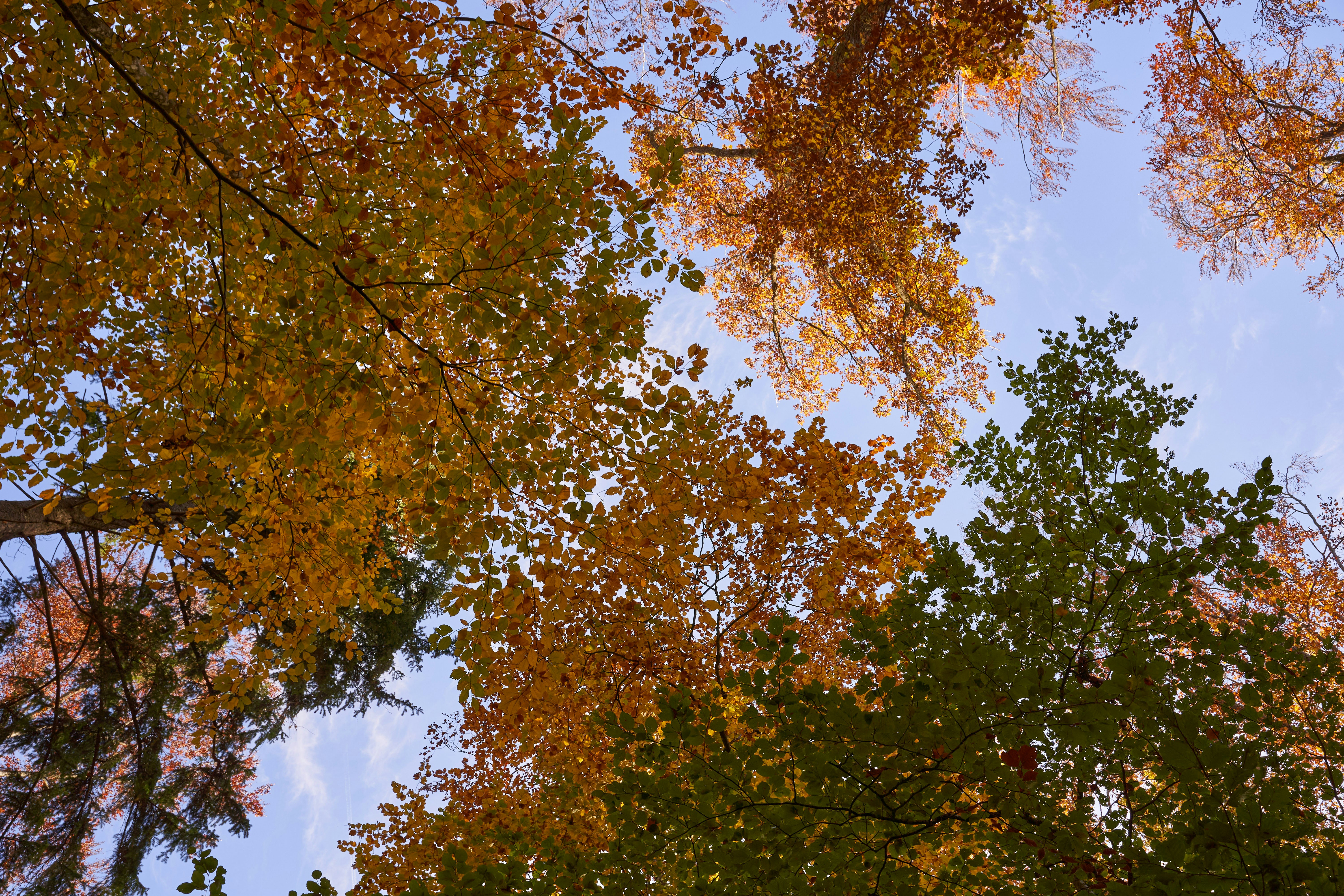 Photo by wolfgang_hasselmann